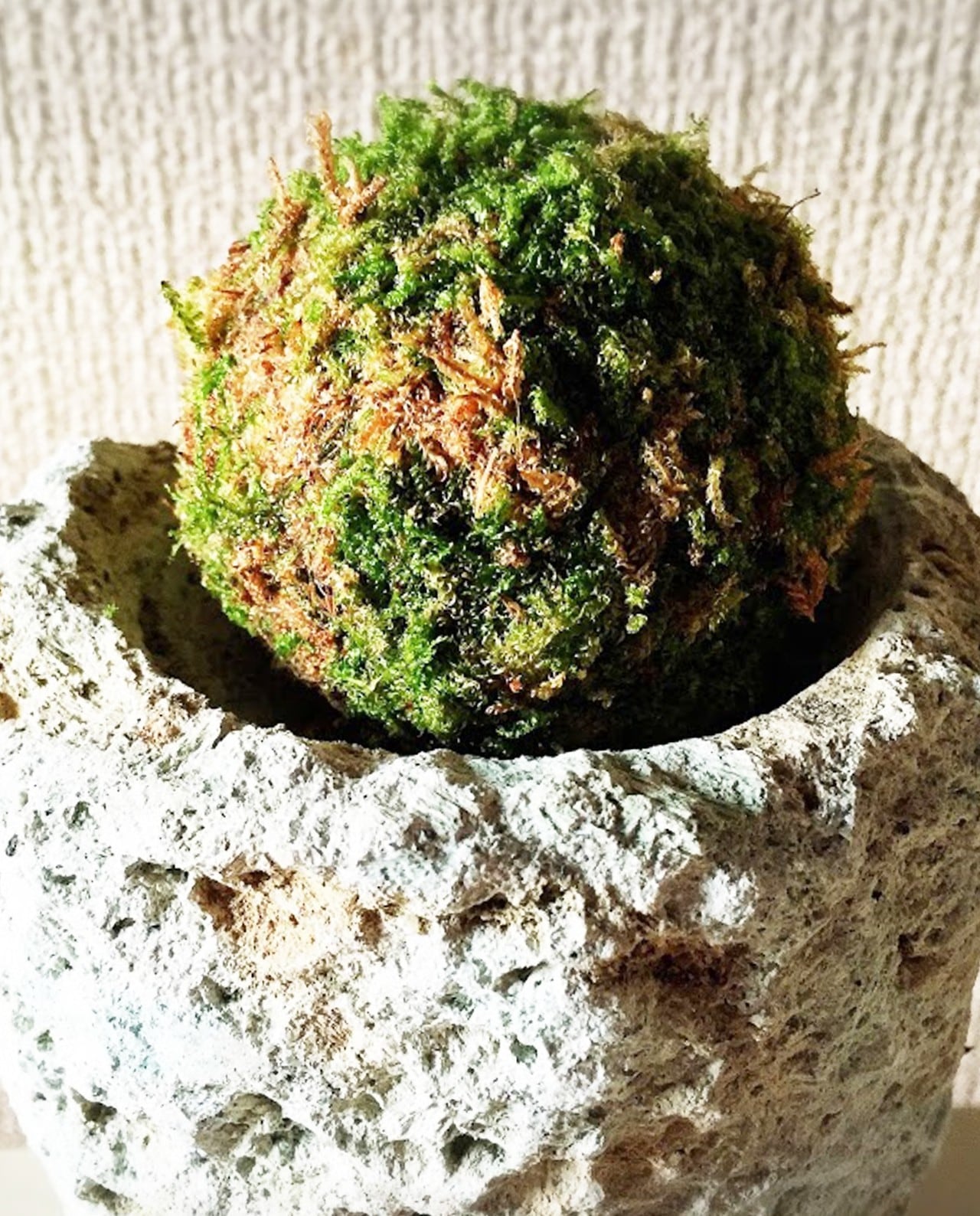 MOSS STONE／苔玉 Ōya stone (大谷石)※サイズ:Tall | 苔玉通販