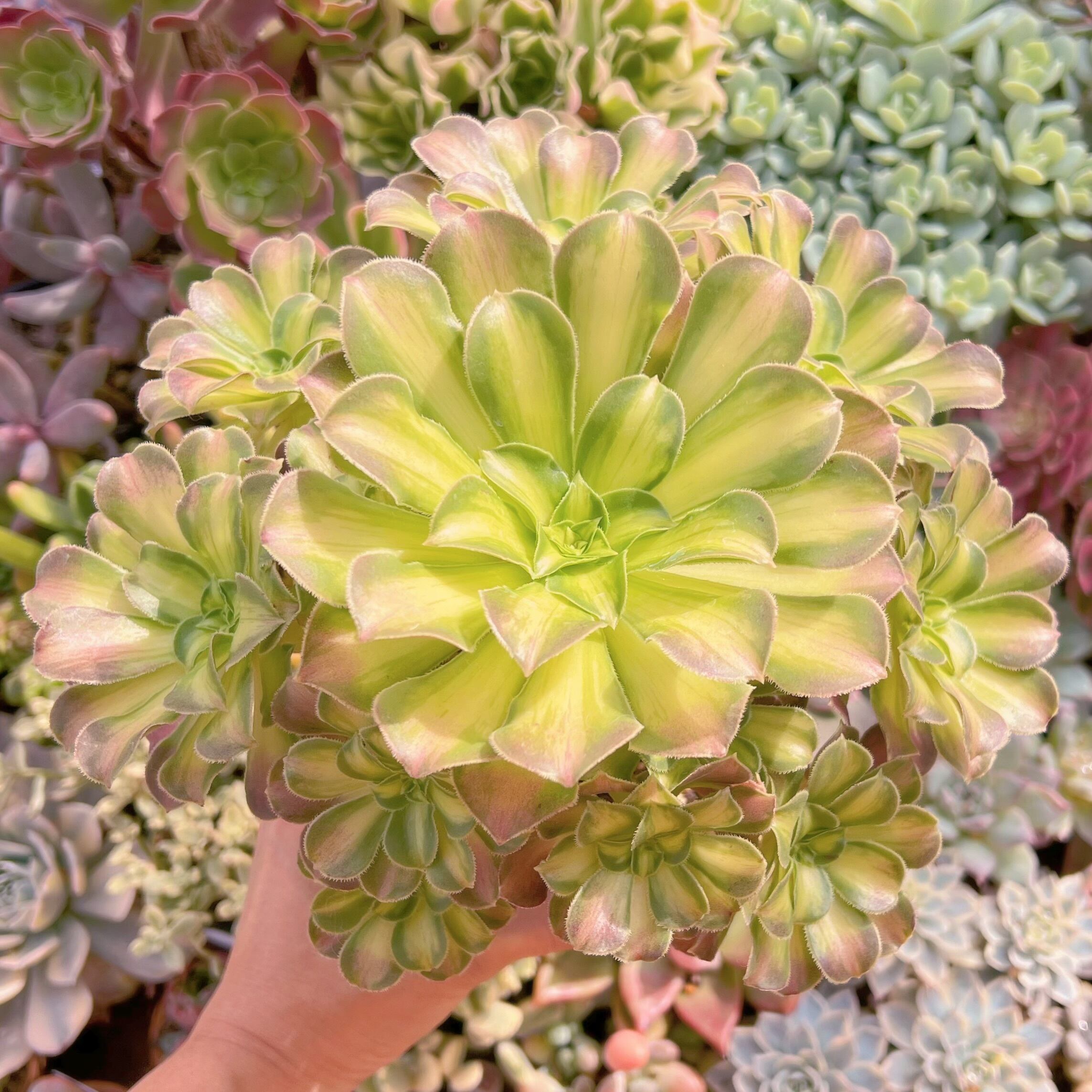 現品　Aeonium パラダイス#2199　特大群生　新入荷