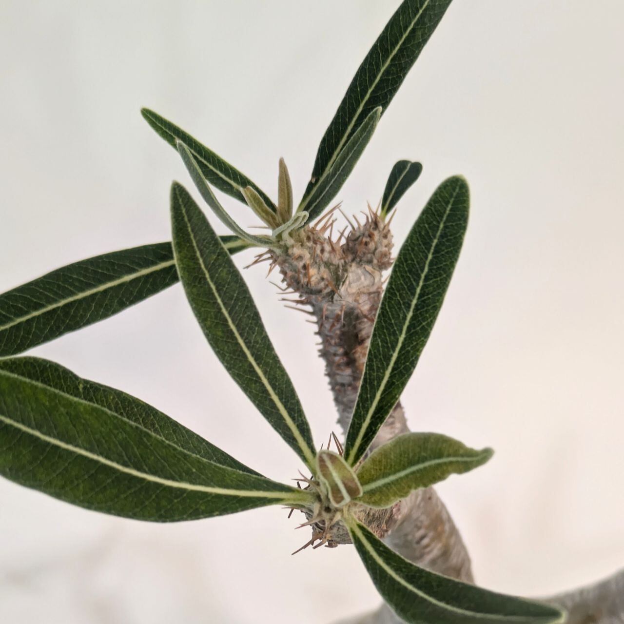 パキポディウム ロスラーツム グラキリス Pachypodium rosulatum var