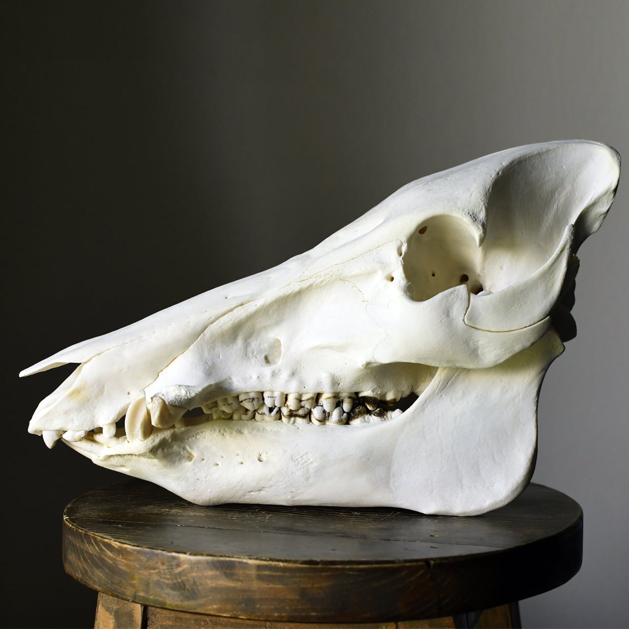 ほねとはね ONLINE SHOP