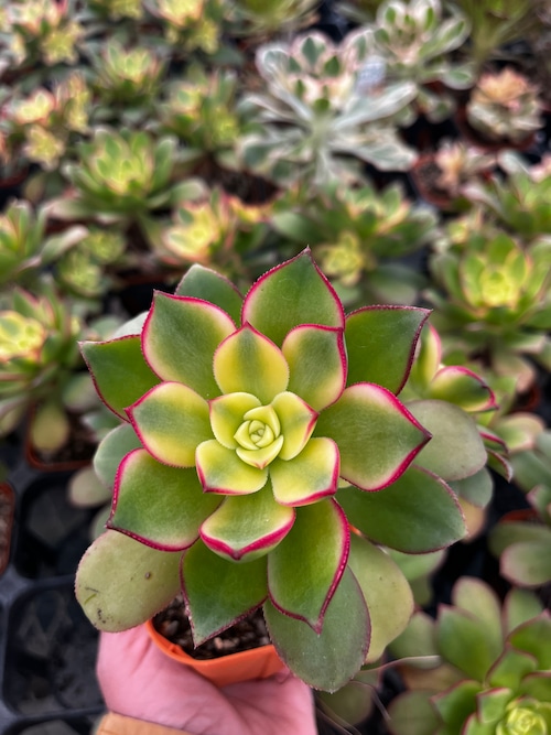 アエオニウム夕映え