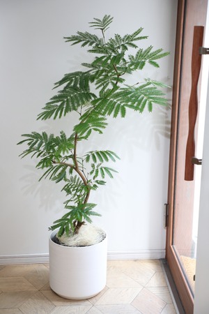 【L/139cm】【渋谷区周辺エリア/配送料無料】エバーフレッシュ /Pithecellobium confertum ever fresh