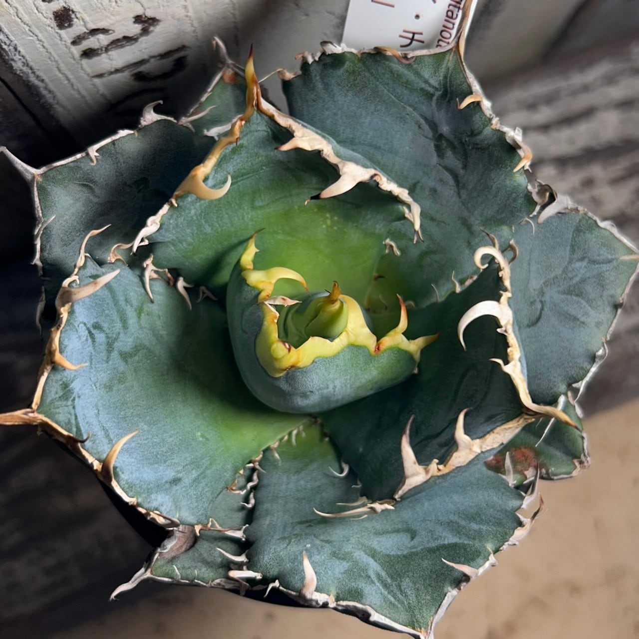 ベンバディス | RuPo 多肉植物専門店