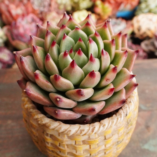 ※再入荷※【バラード 】エケベリア　韓国多肉　赤爪