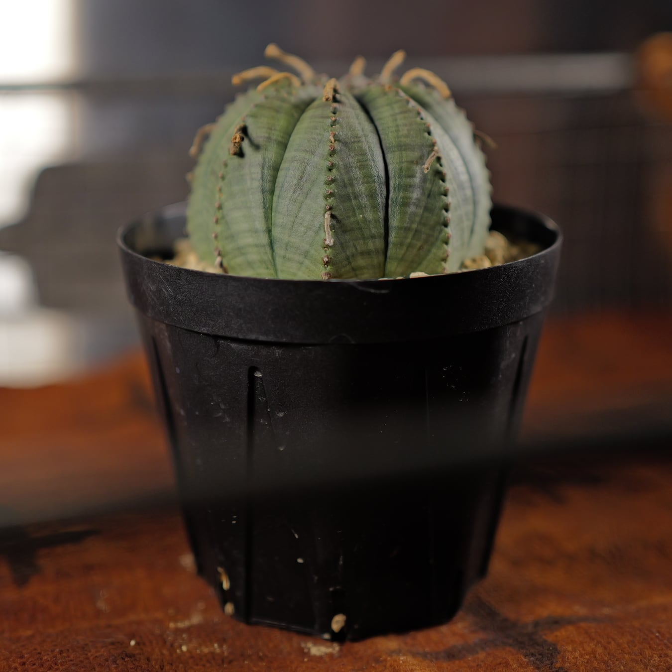 メス株 まん丸 扁平 オベサ / ユーフォルビア | LIGHTHOUSE.PLANTS