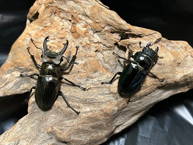 ミシュミミヤマクワガタペア | INSECTSHOP aMour