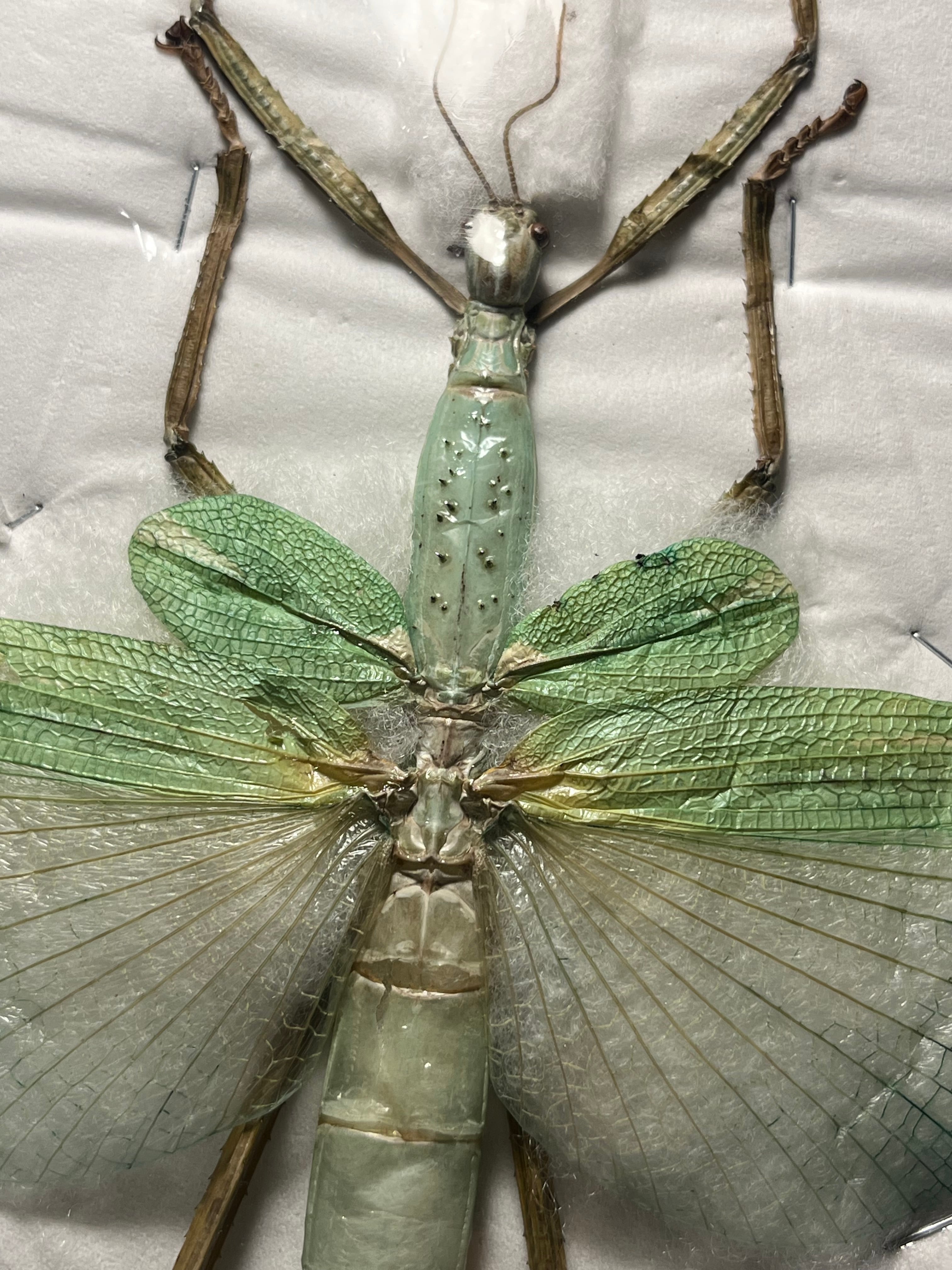 ゴライアスオオトビナナフシ 陸のザリガニ歩くソーセージコノハムシ直 ゴライアスオオトビナナフシ 陸のザリガニ歩くソーセージ