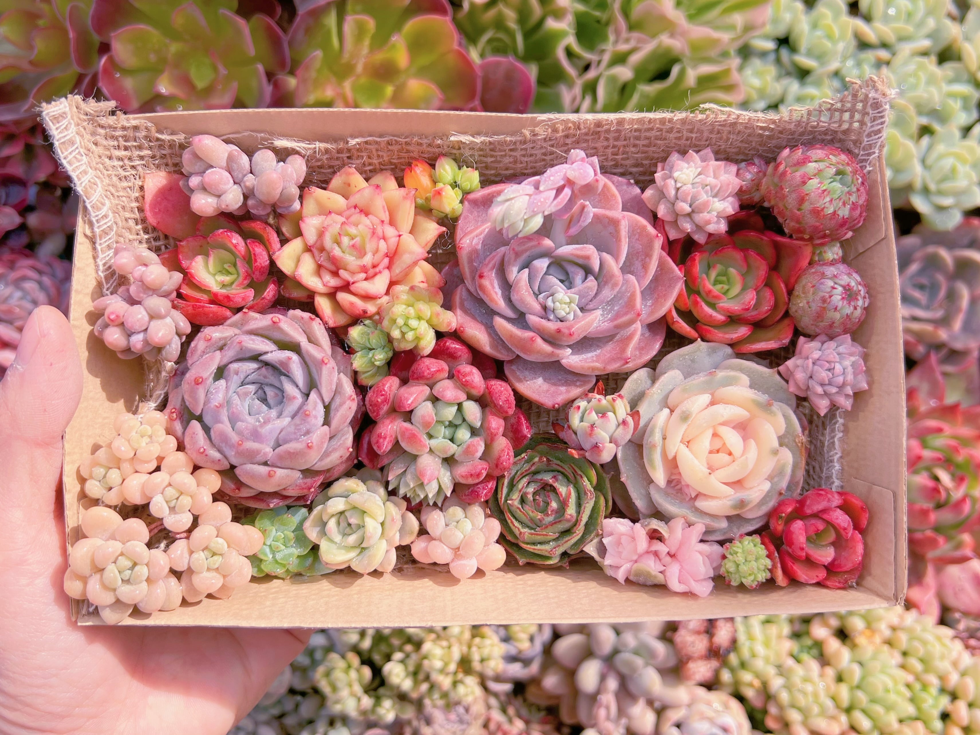 現品　寄せ植えセット#549　12cmx20cm　るる農園