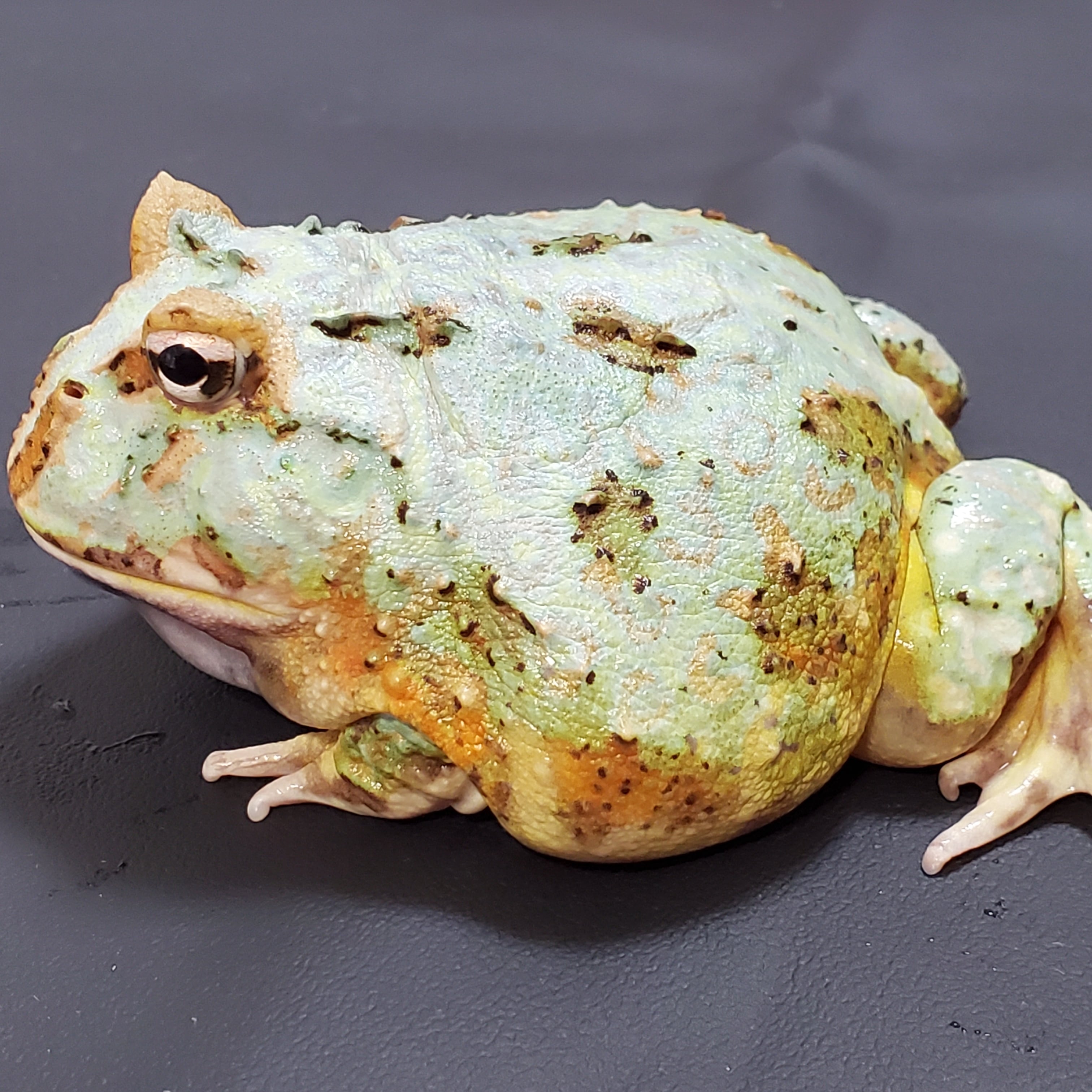 クランウェルツノガエル ペパーミント① | けろろの森 with はちゅもふY's