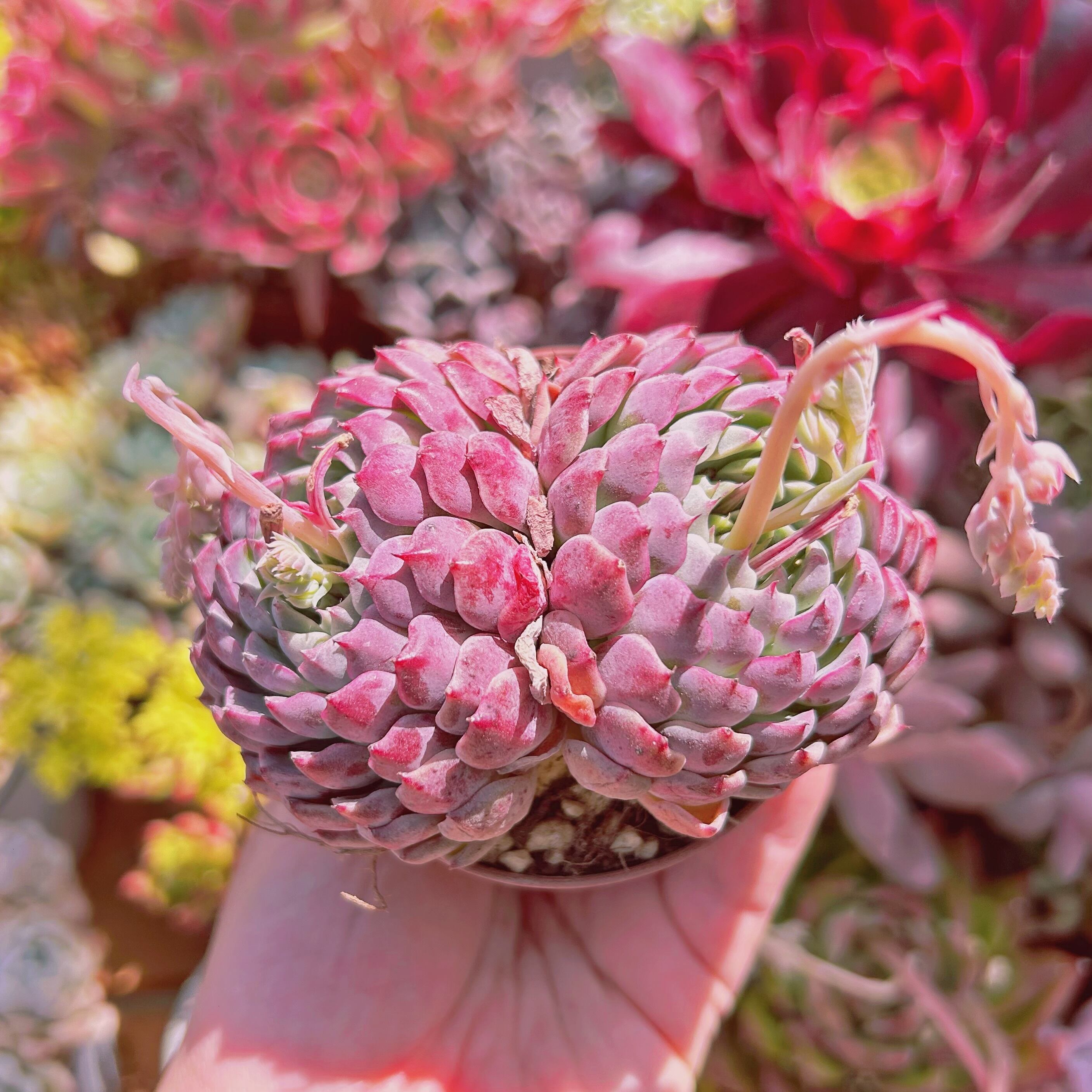 #240現物　多肉植物　芍薬　特大