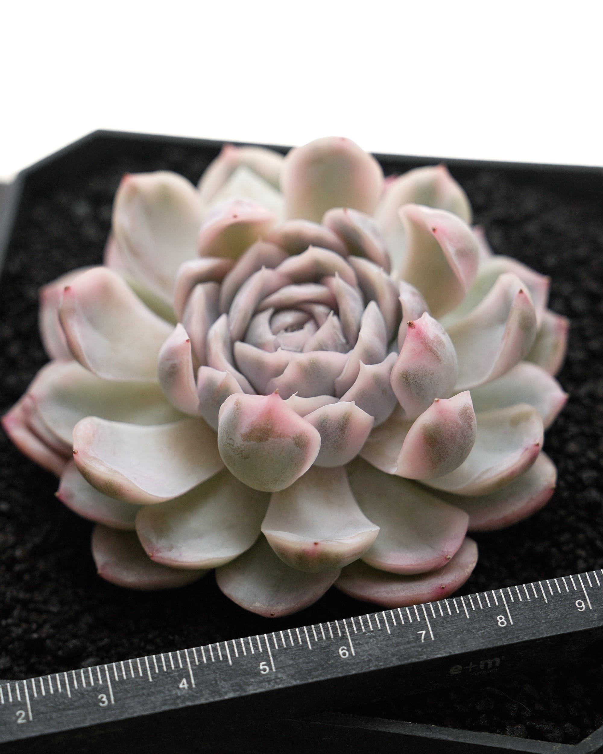 発根済カット苗 スノーボール 錦 Echeveria 'Snowball Variegated