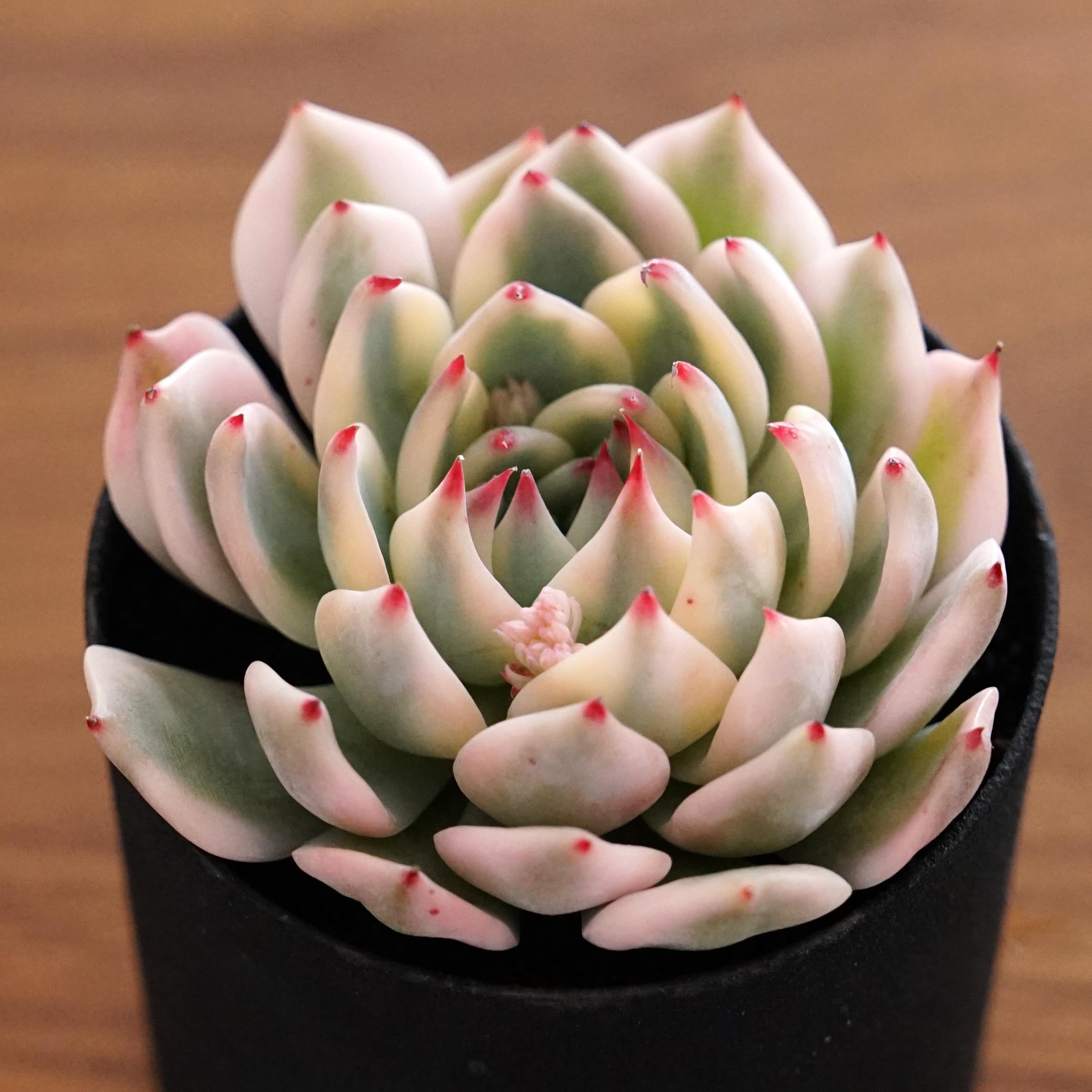 No.368 ❁選抜苗❁チワワエンシス❁カット苗 多肉植物 寄せ植え （多肉 