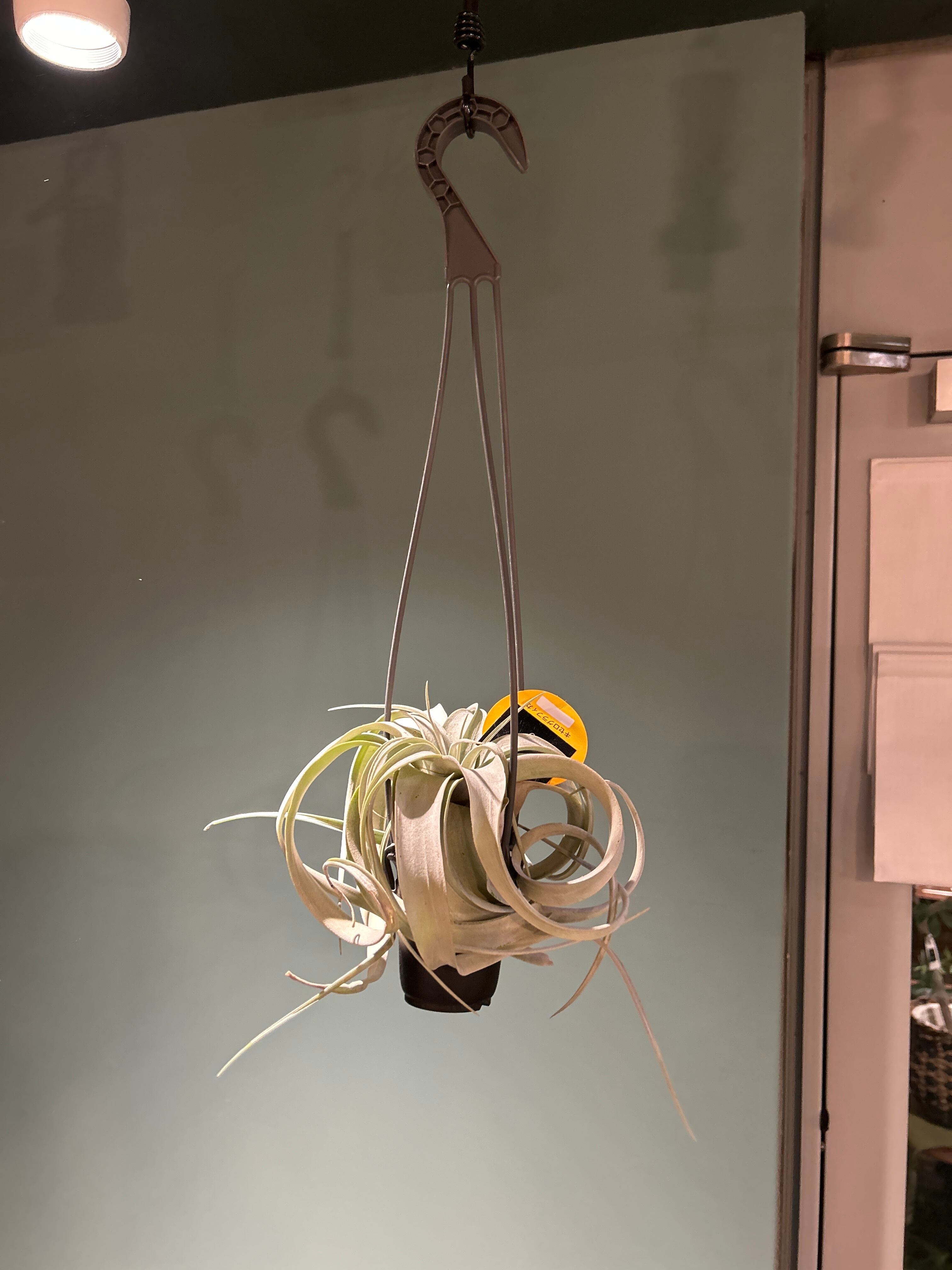 チランジア キセログラフィカ 吊り具付 | 植物との暮らし apricot