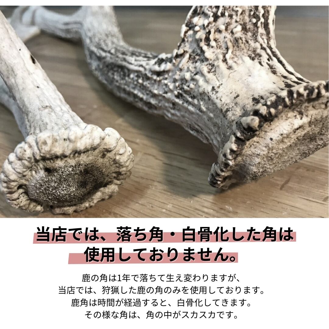 兵庫県産天然鹿の角オブジェ犬用デンタルケアにも！