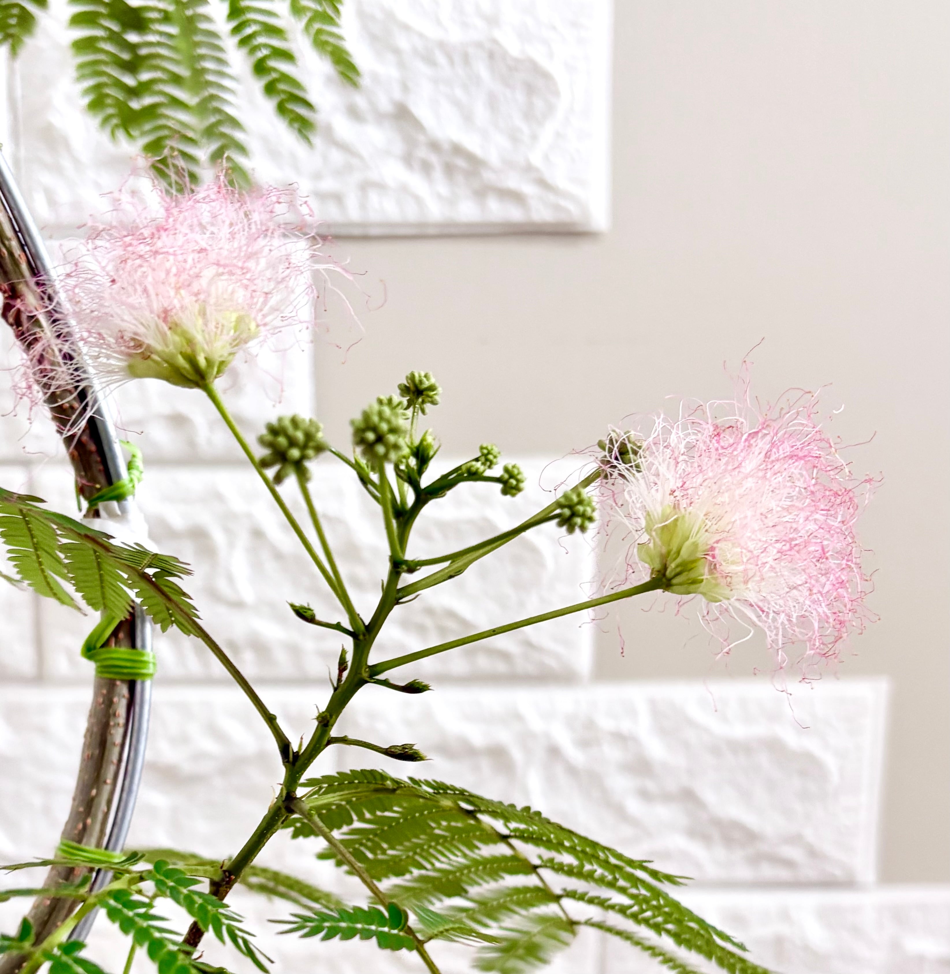 現品】ネムノキ 花付き 曲がり樹形 7号鉢 観葉植物 | 観葉植物のお店