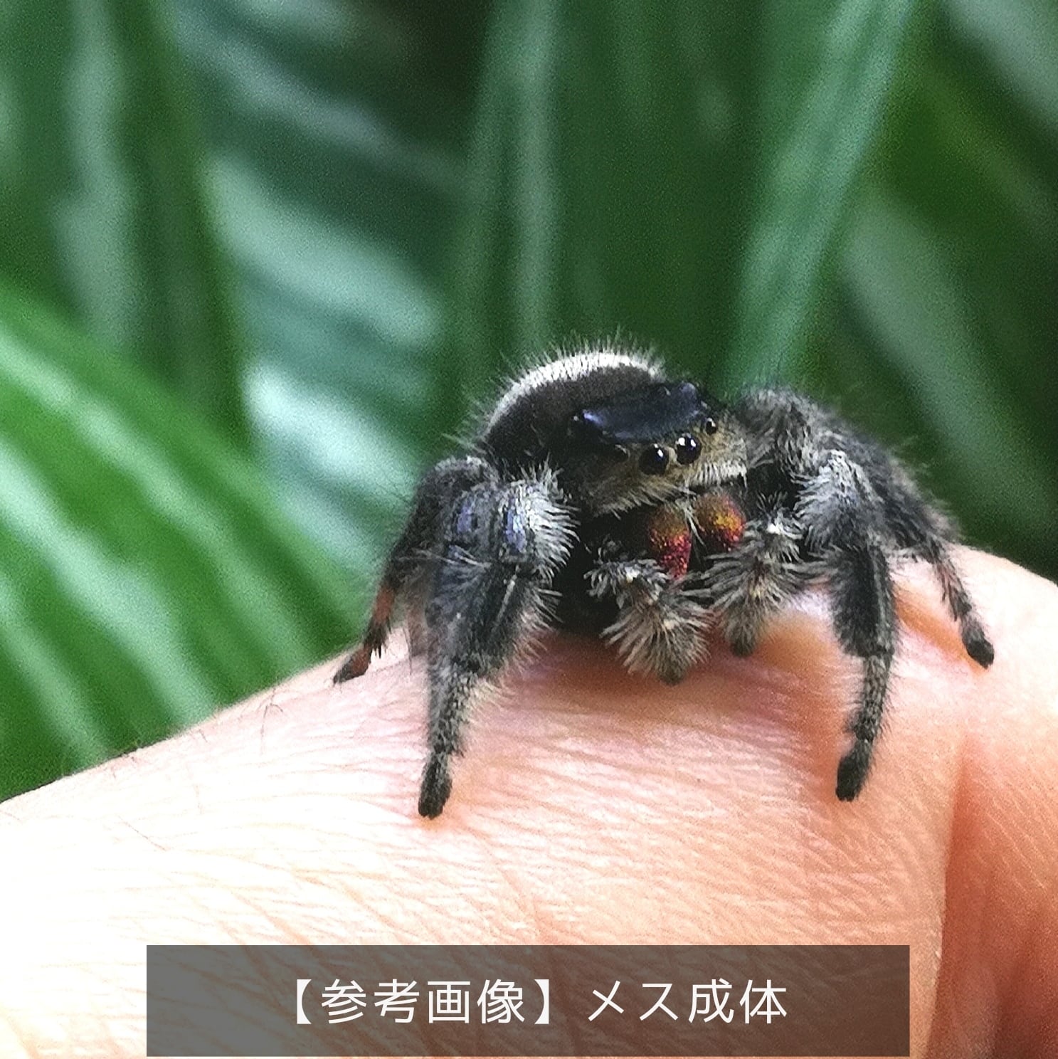 １ペア リーガルジャンピングスパイダー Phidippus Regius ブルーゲッコーラボ Bluegeckolab