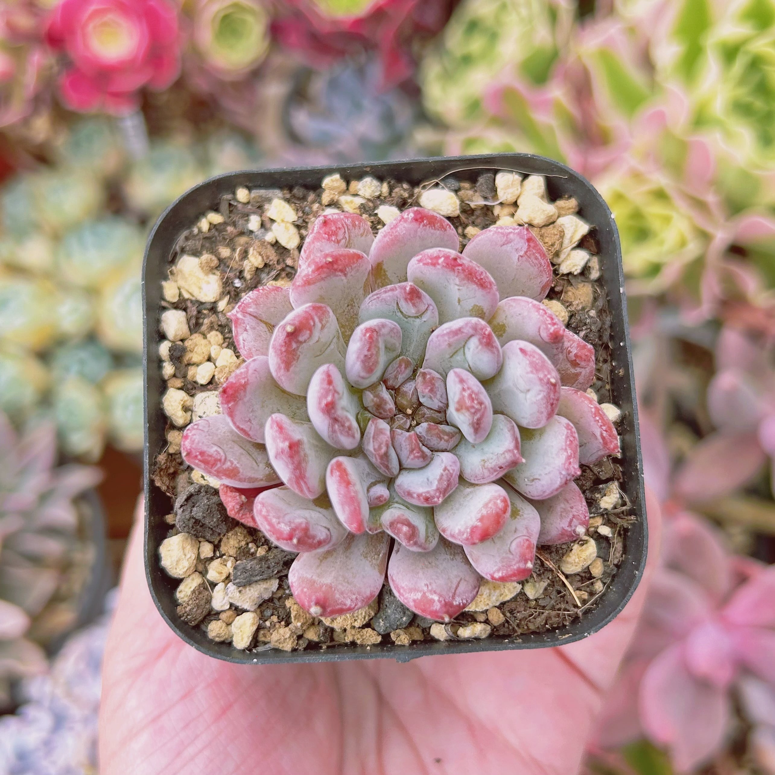 #1157現物　多肉植物　アンバー　抜き苗