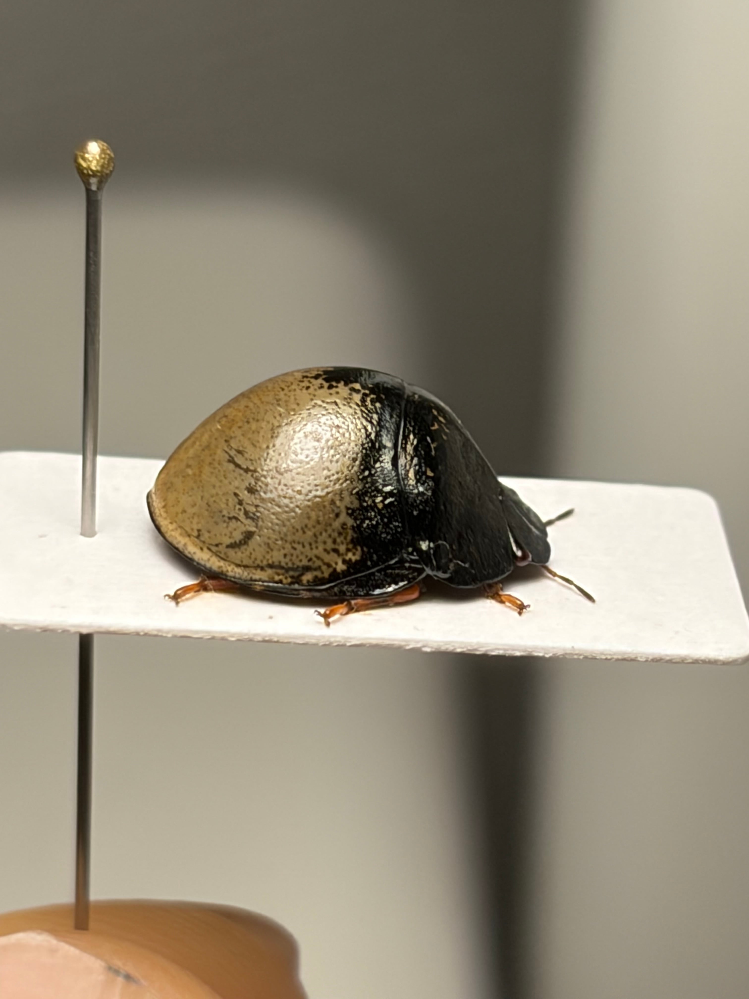 8mm】カマキリのような鎌を持つサシガメの一種 標本 スパイダーマン