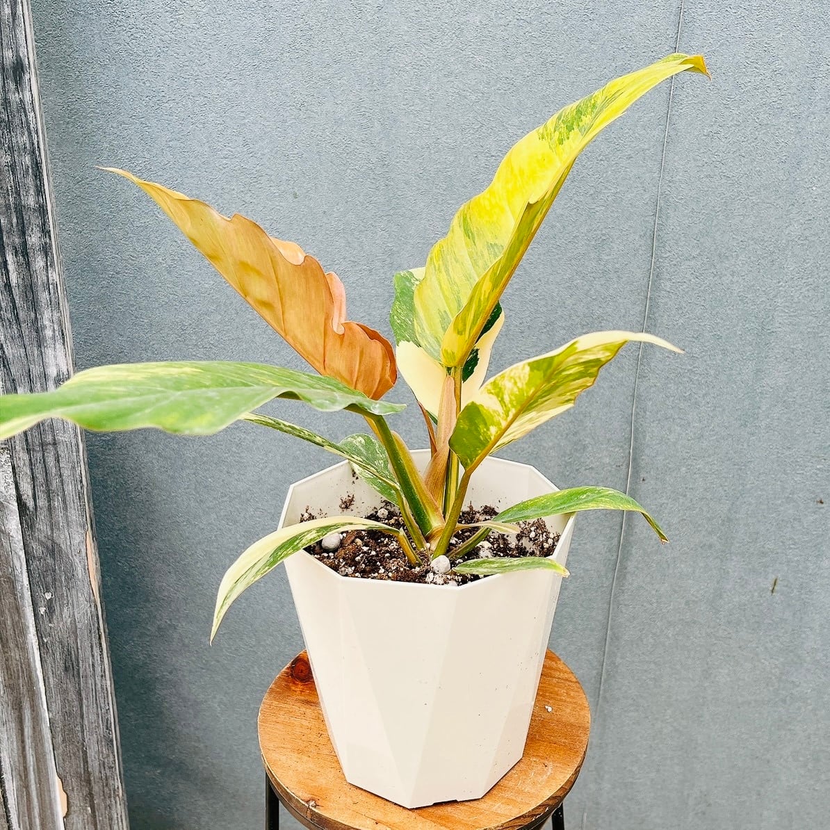 現品］21番 フィカス ベンガレンシス 幹太 8号 観葉植物 室内 大型