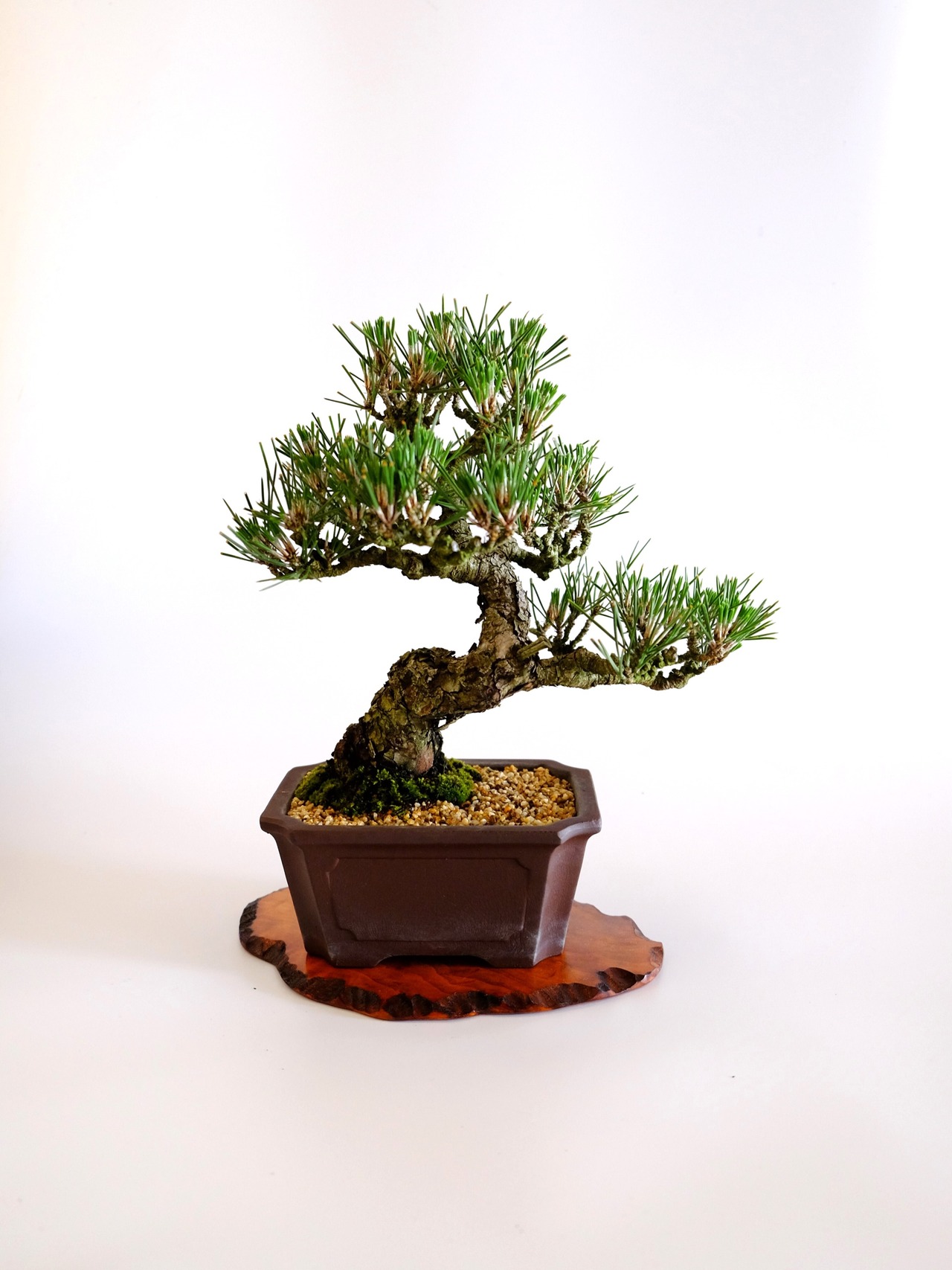 1. 黒松 Kuromatsu (Black pine)