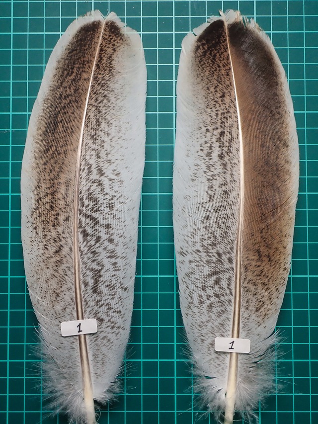 AFSセレクト Turkey Quills / ターキー クイル AAAグレード