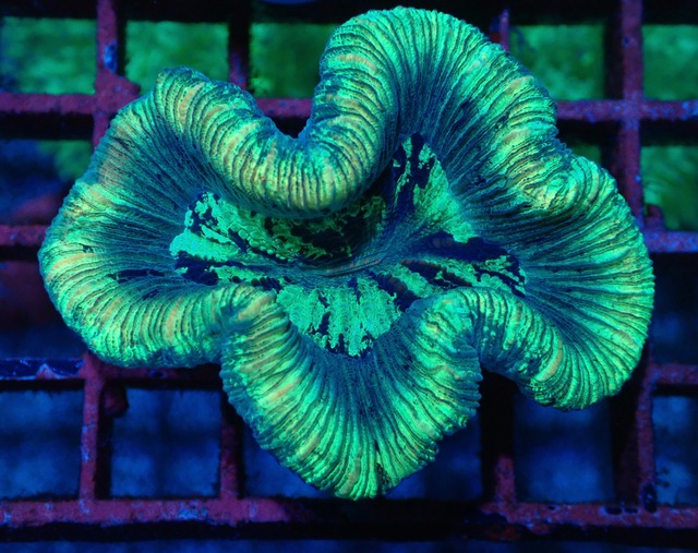 Trachyphyllia geoffroyi Green 1
