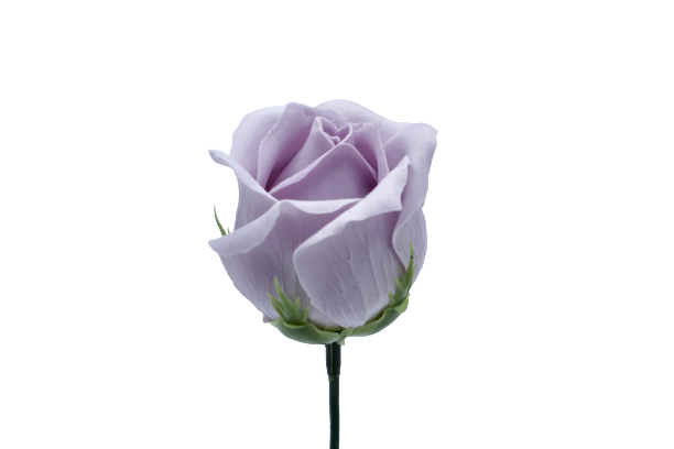 ゴールドバラG-DP1 ライトラベンダー (15輪入りor25輪入り)