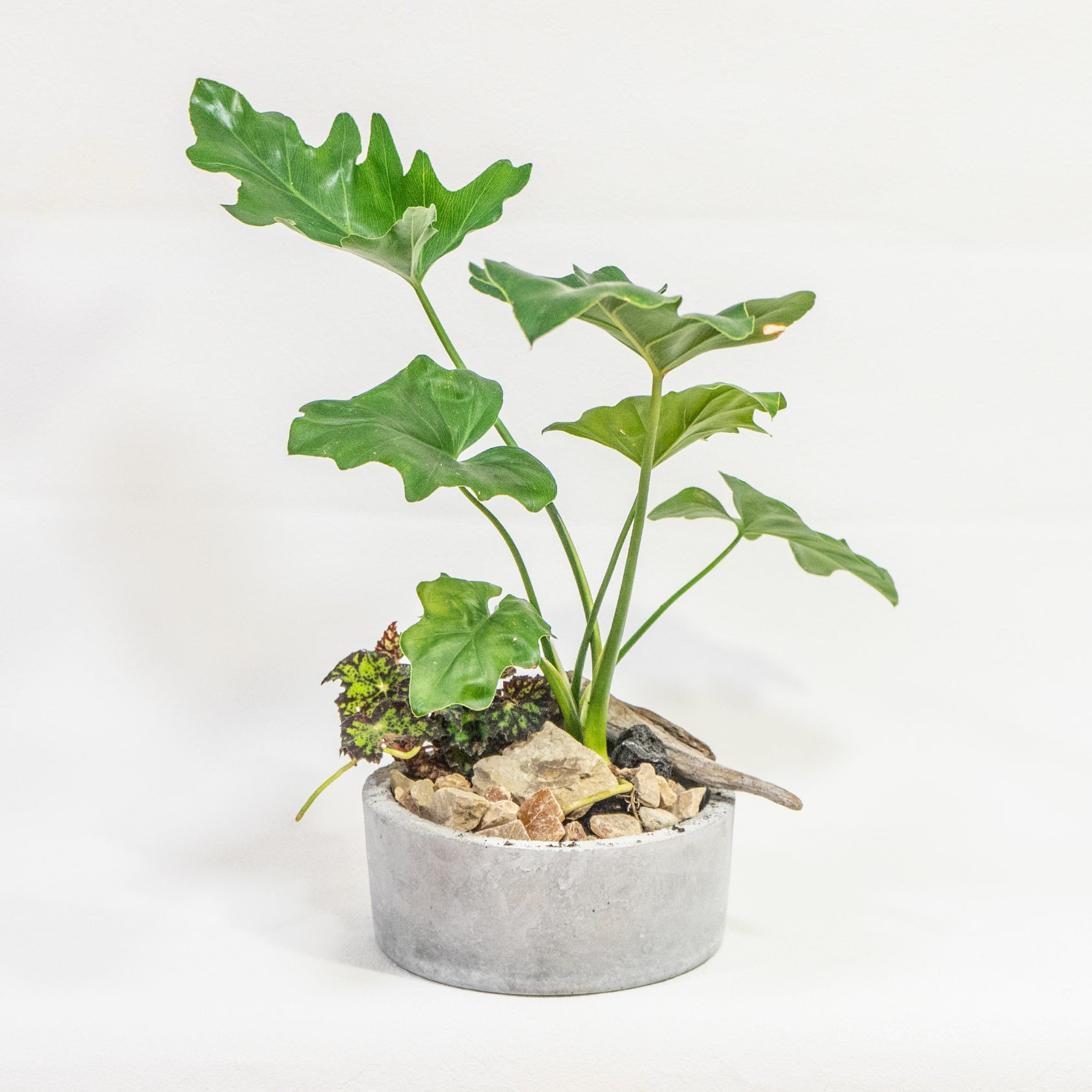 ≪ 観葉植物 ≫Φ18×H39㎝｜セロームとベゴニアの寄せ植え｜シンプルで