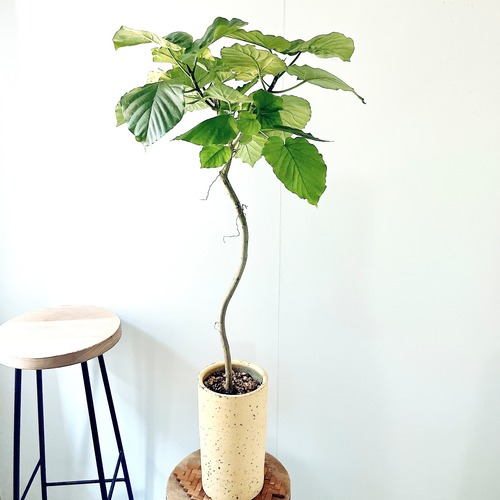 ◎一点もの 曲がり ウンベラータ 陶器鉢 5号 calm cafe