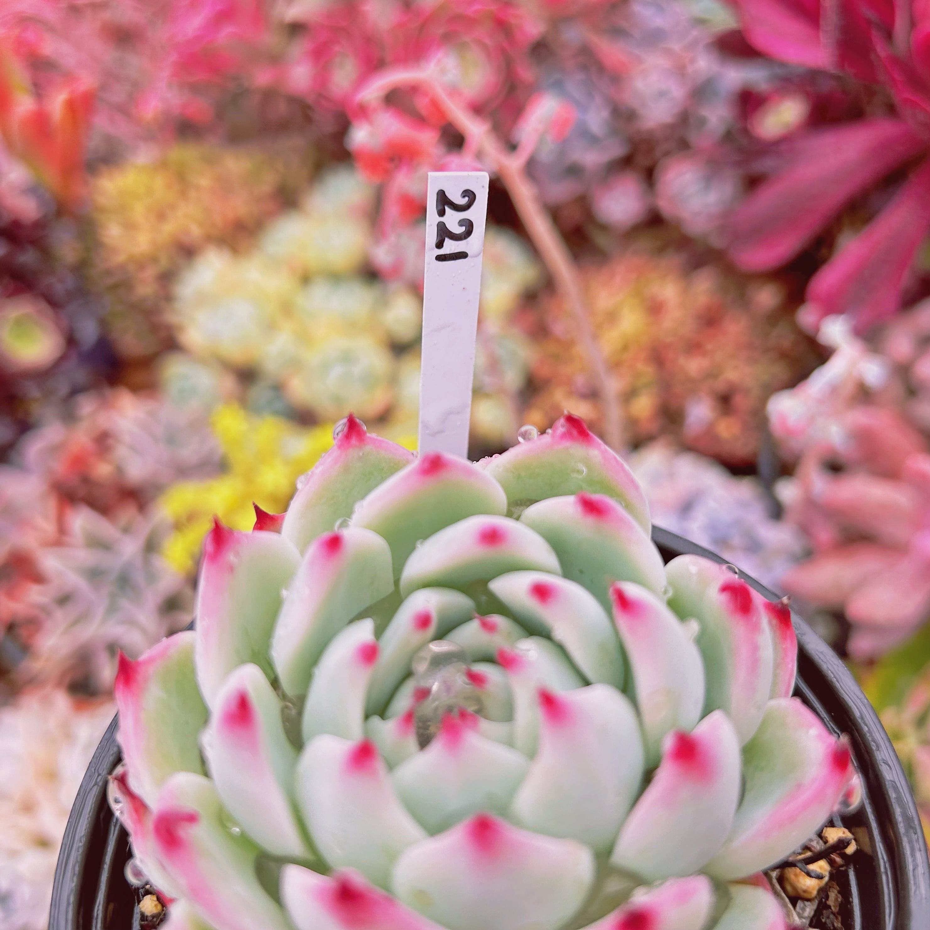 水蜜桃 中 多肉植物 正式 抜き苗 水蜜桃 中 多肉植物 正式 抜き苗