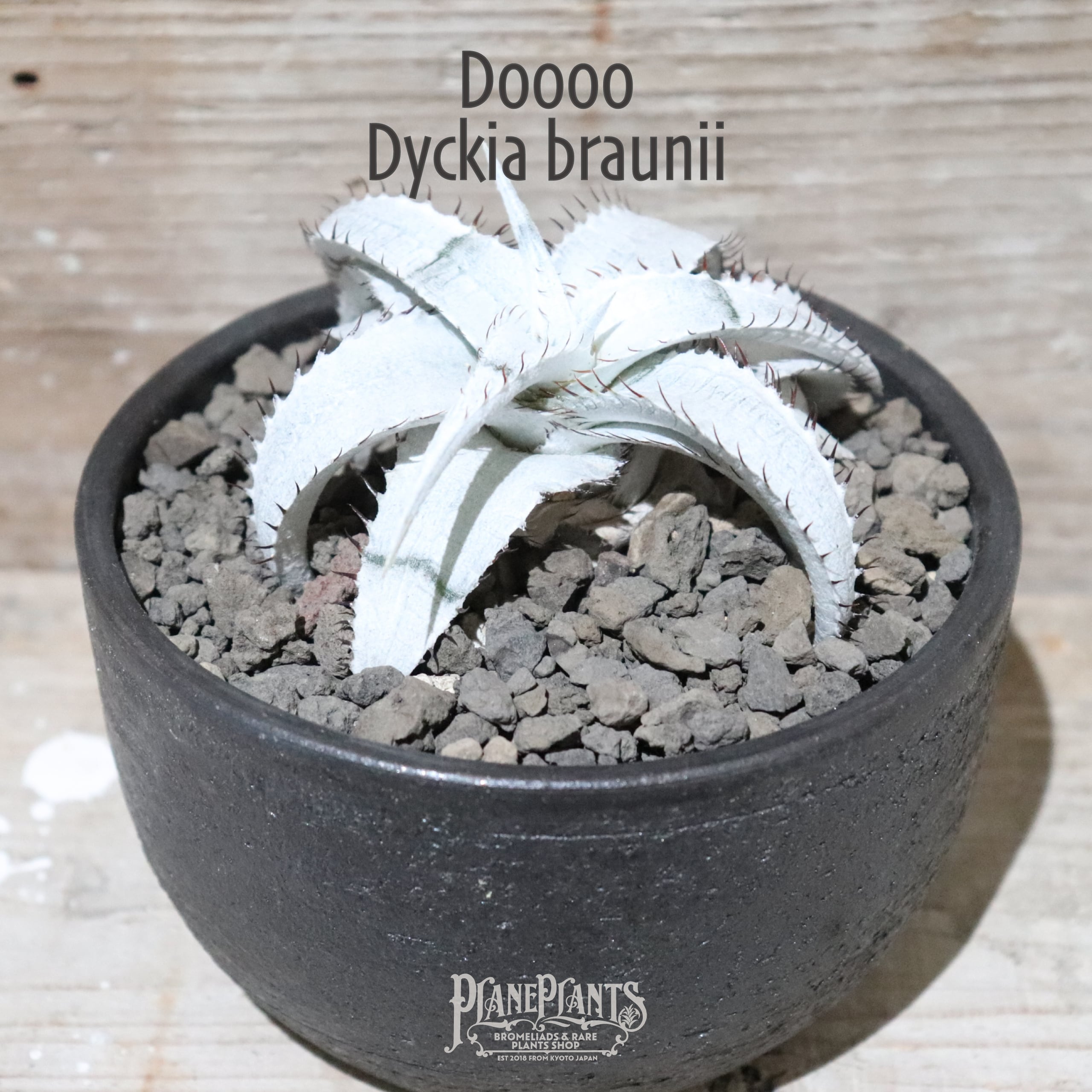 Dyckia braunii ディッキア ブラウニー 子株 ディッキア ブラウニー 輸入個体 Dyckia braunii Rauh 子株