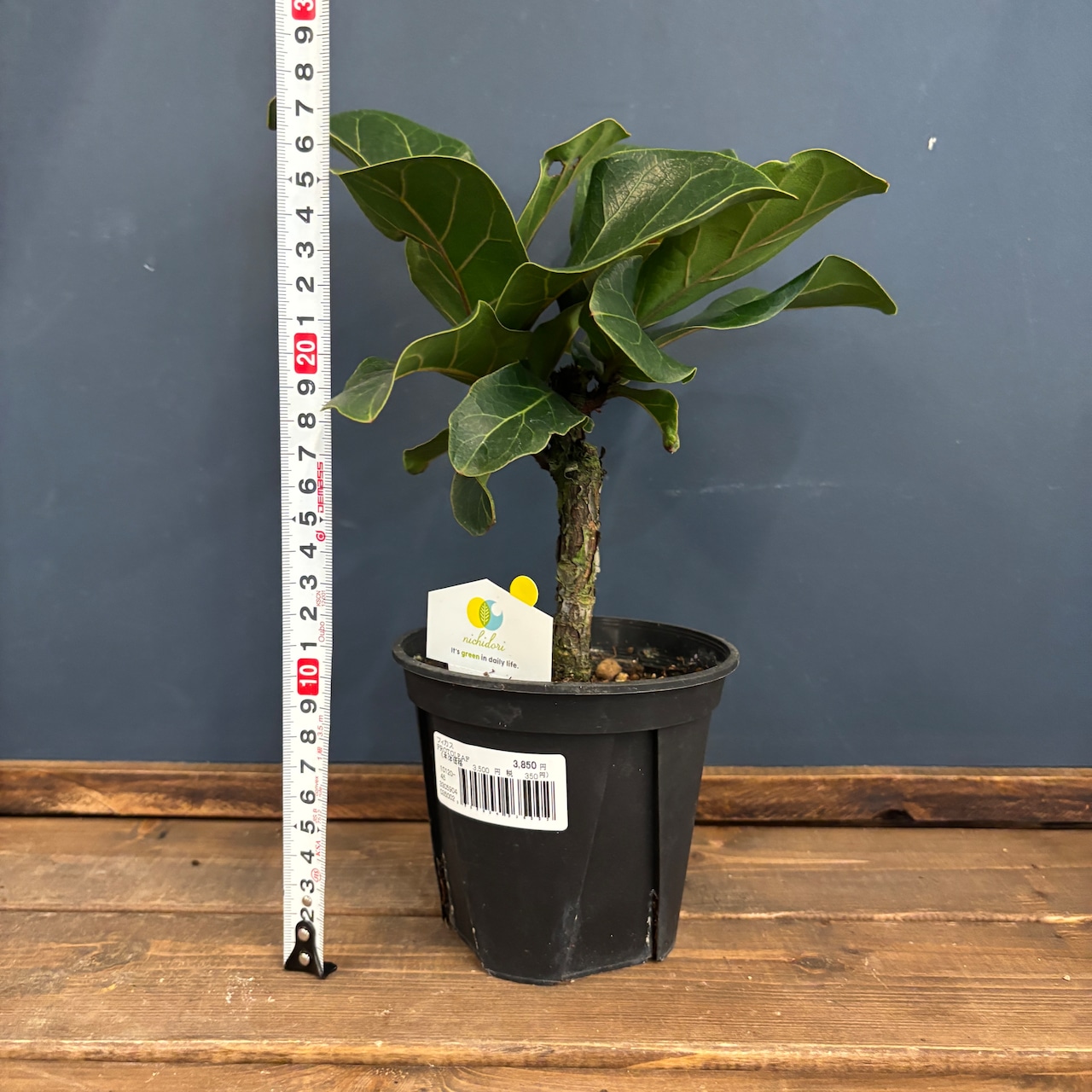 フィカス リラータ バンビーノ【690】