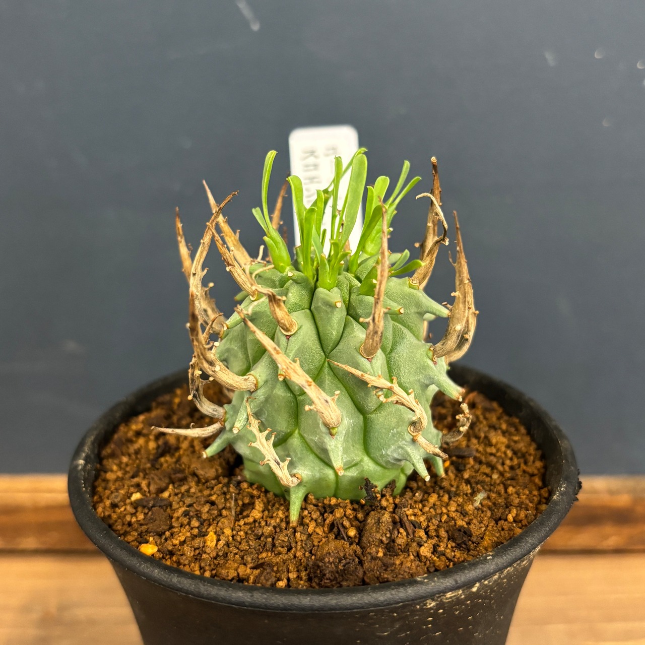 ユーフォルビア スコエンランディ 闘牛角【1030】