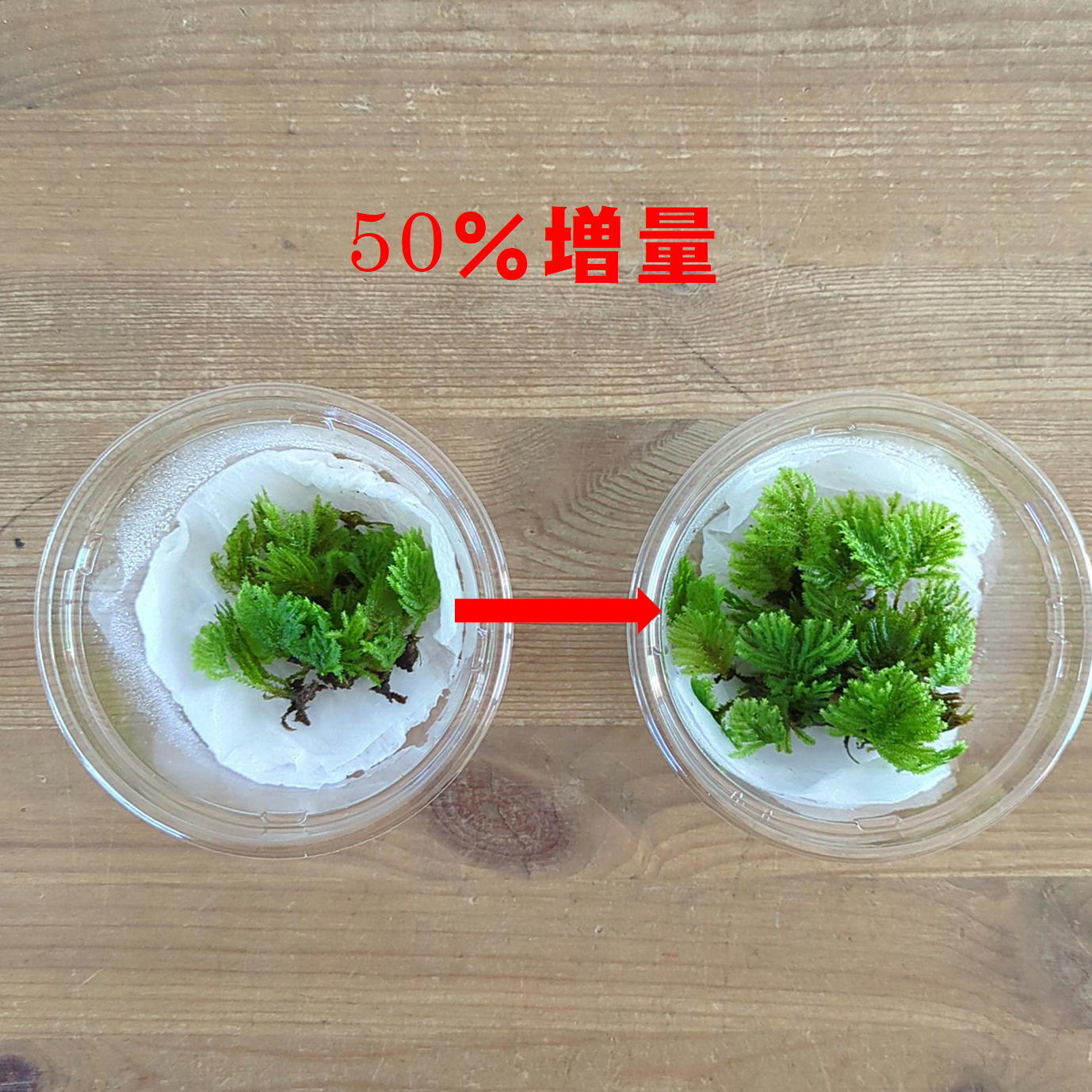 10パック限定！50％増量中】クジャクゴケ 苔テラリウム作製用素材苔