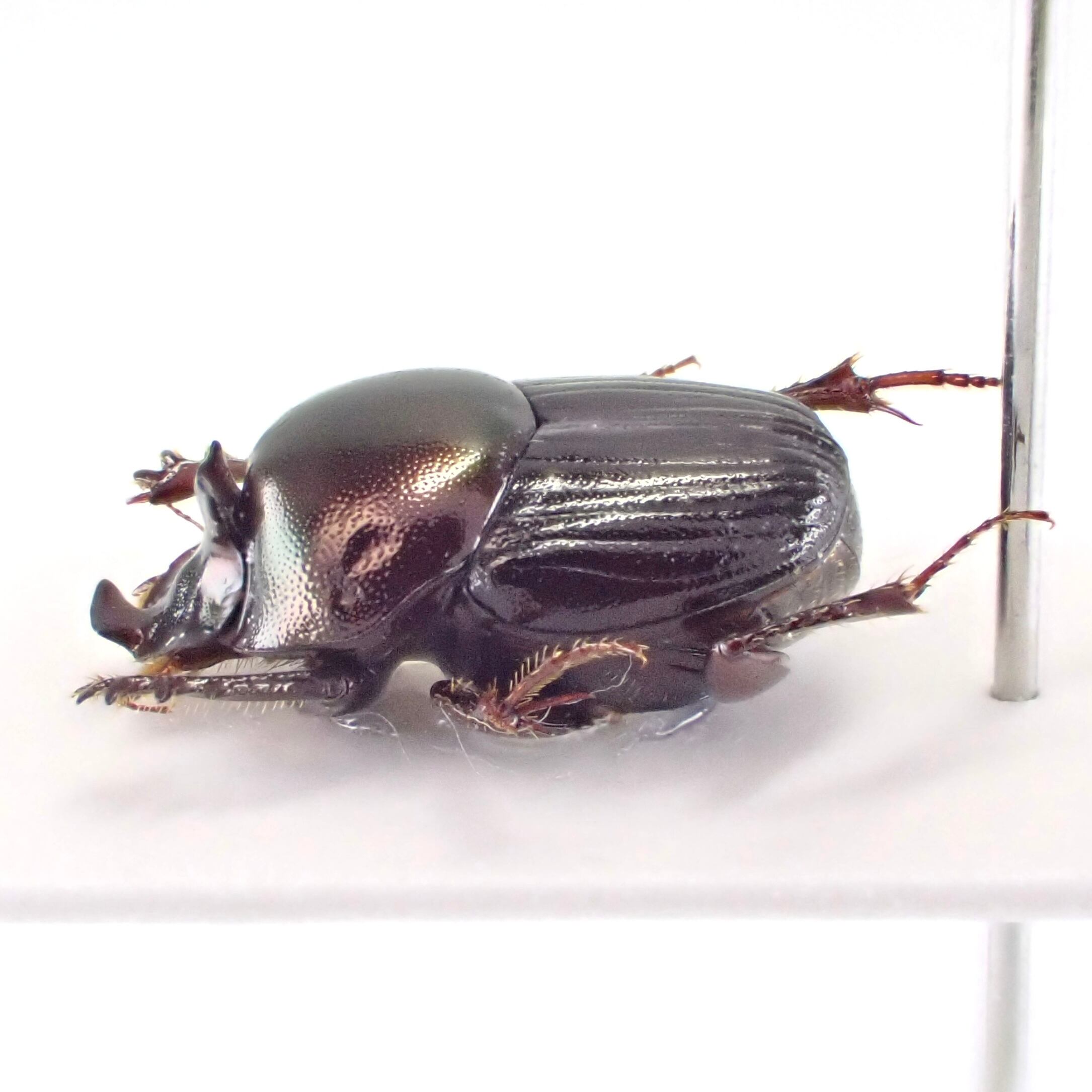 フランス領ギアナ産 Onthophagus xanthomerus ♂ 7.5mm | 昆虫標本