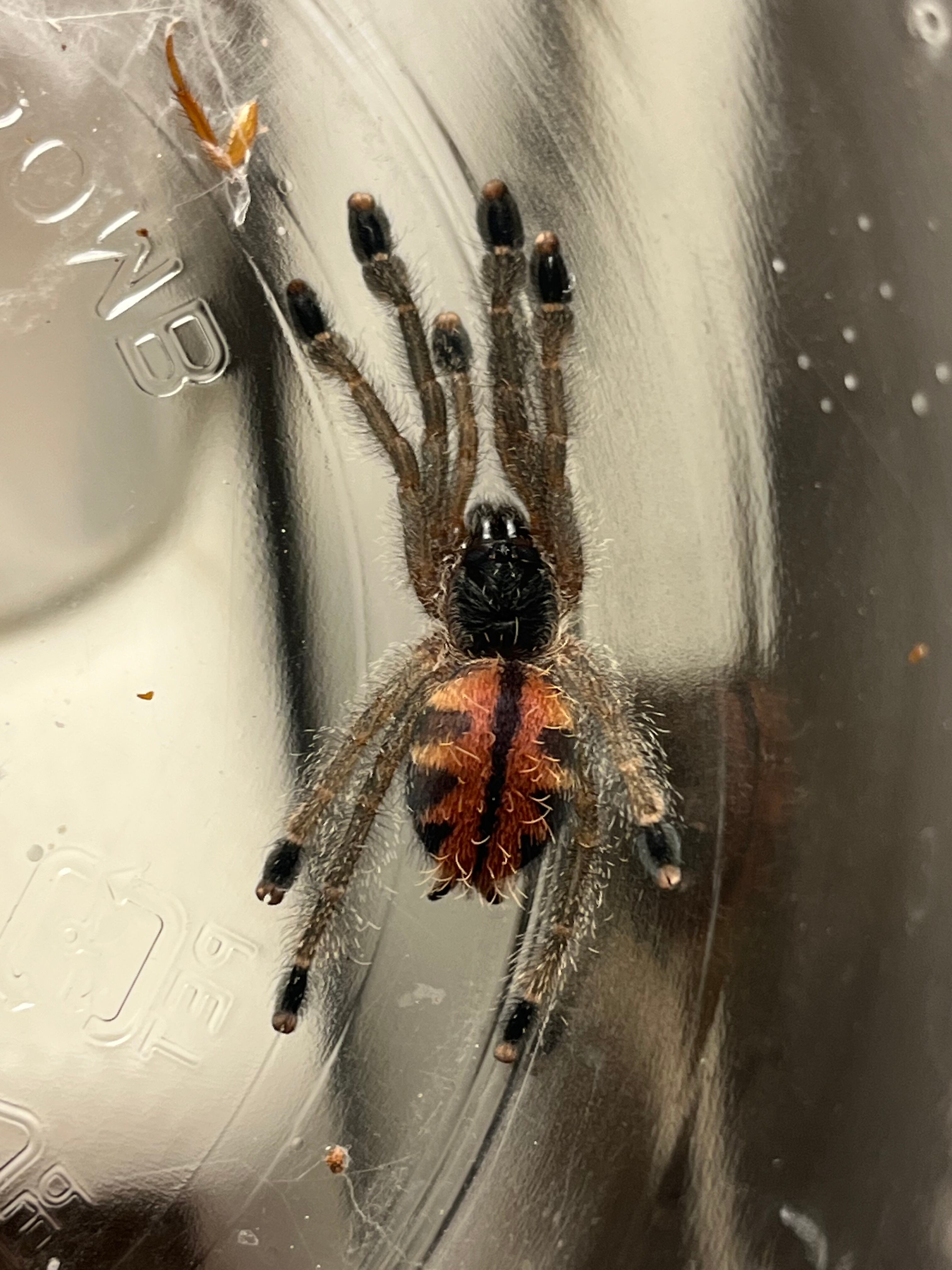 多分♀】ブラジリアンブルーピンクトゥタランチュラ ツリースパイダー