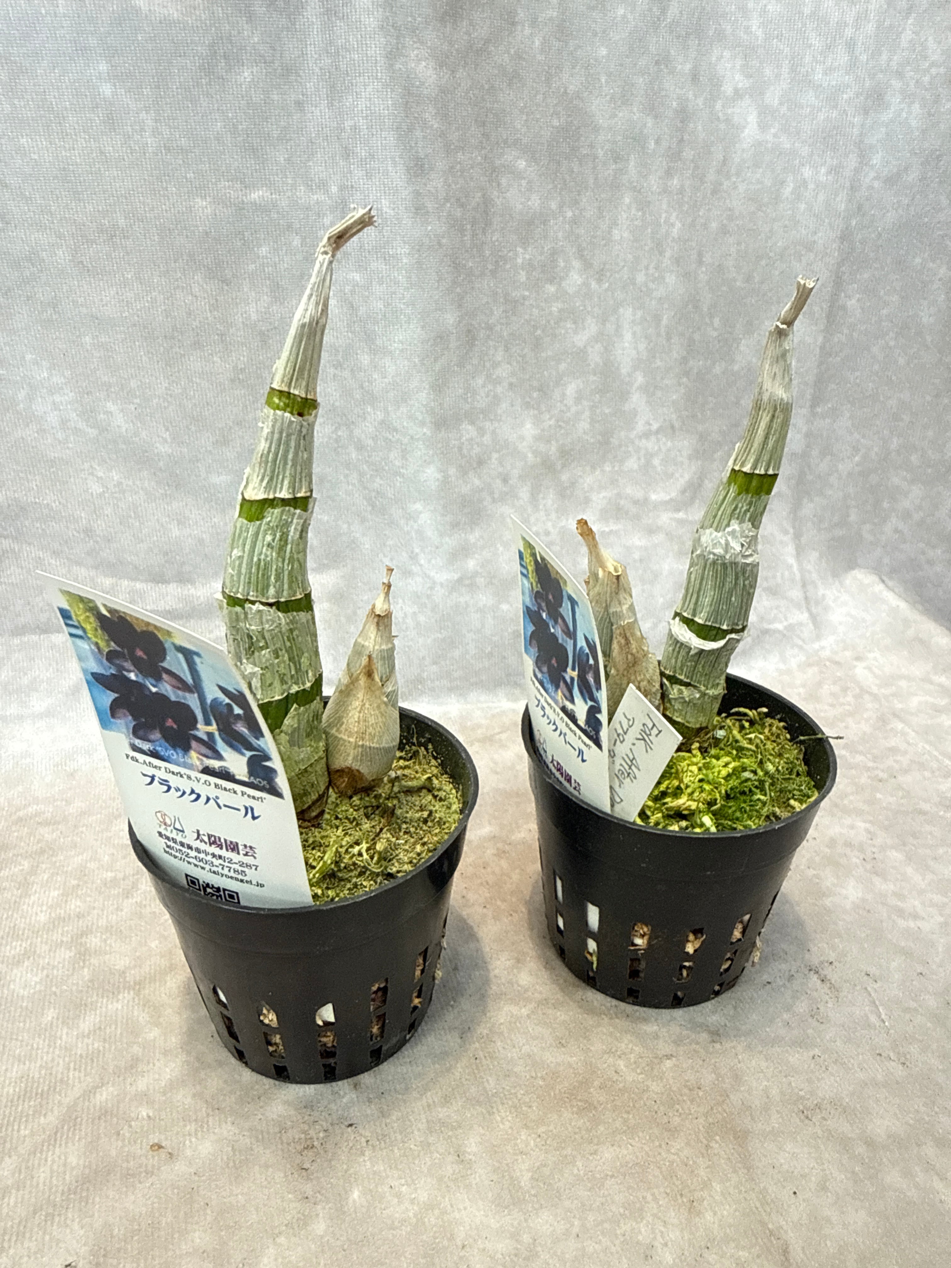 ホヤ・ディスキディア・洋蘭等 | Gardenえん 【観葉熱帯植物】