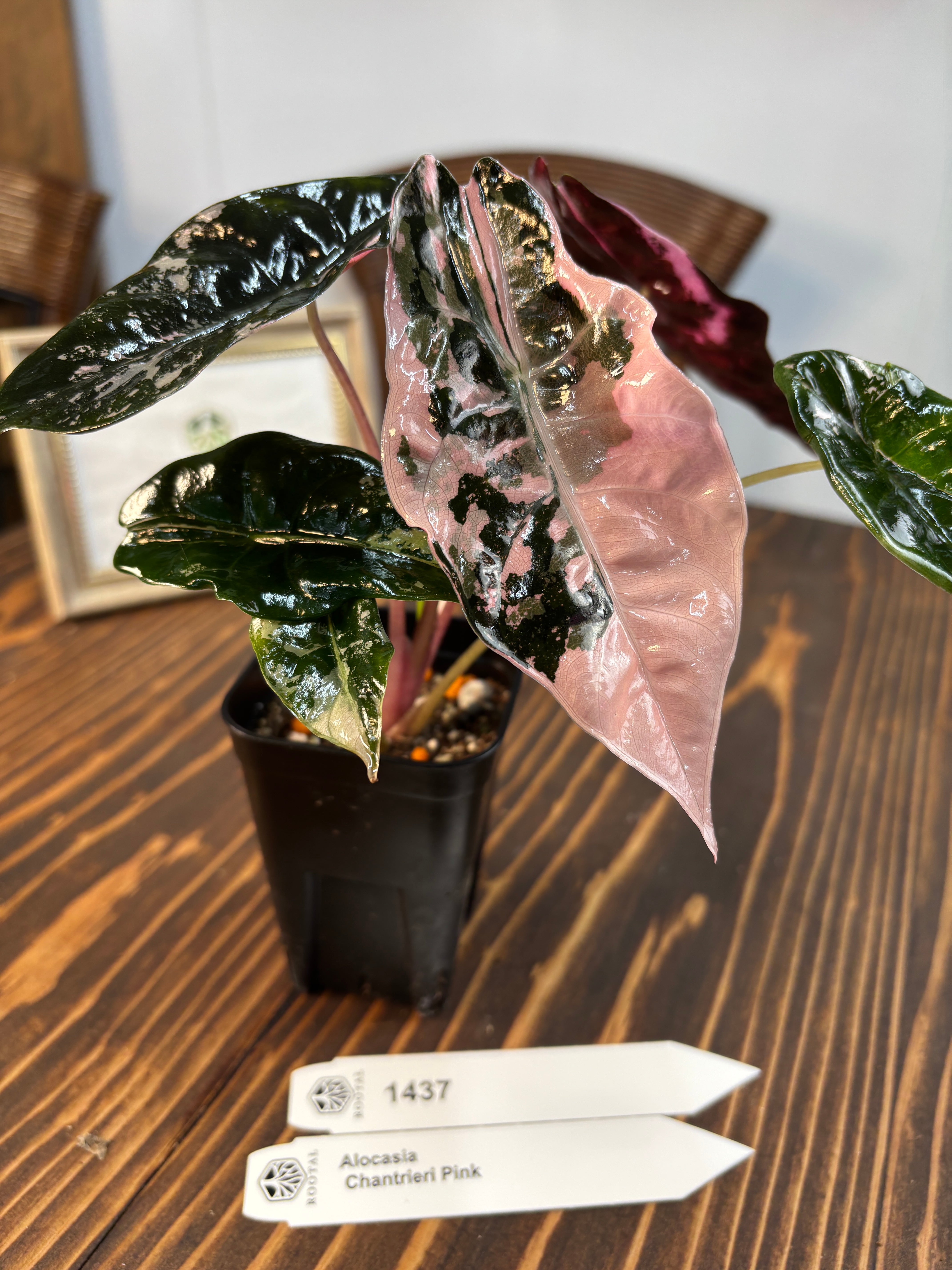 アロカシア チャントリエリ ピンク Alocasia chantrieri pink /アロカシア シャントリエリ ピンク④