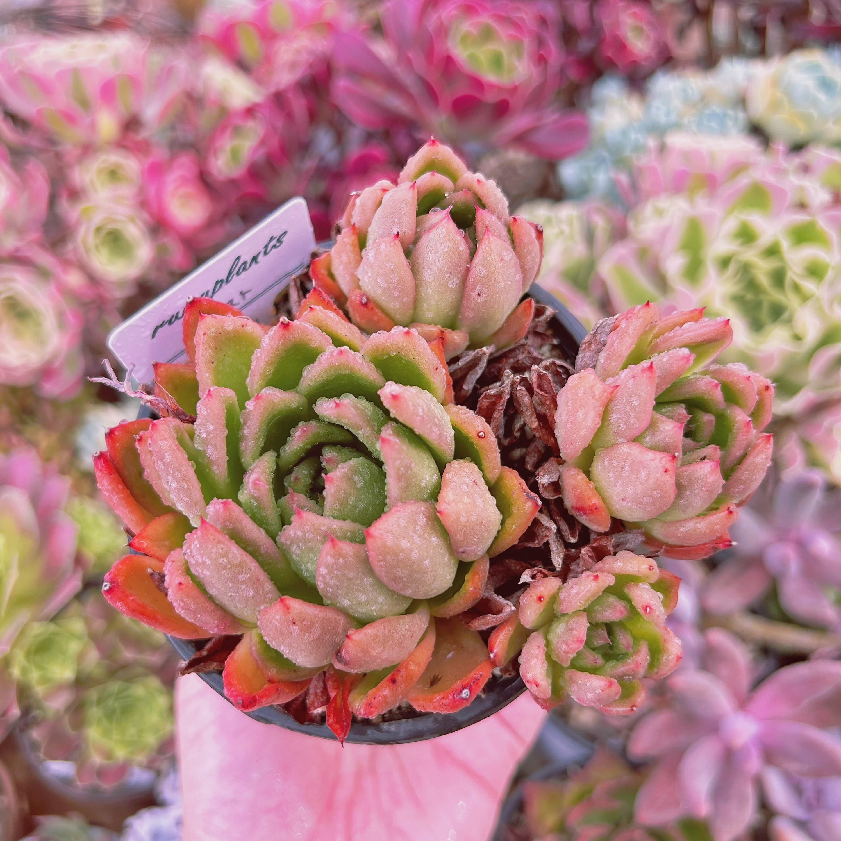 現物 多肉植物 Echeveria カリスト 抜き苗 | るる農園~多肉植物専門