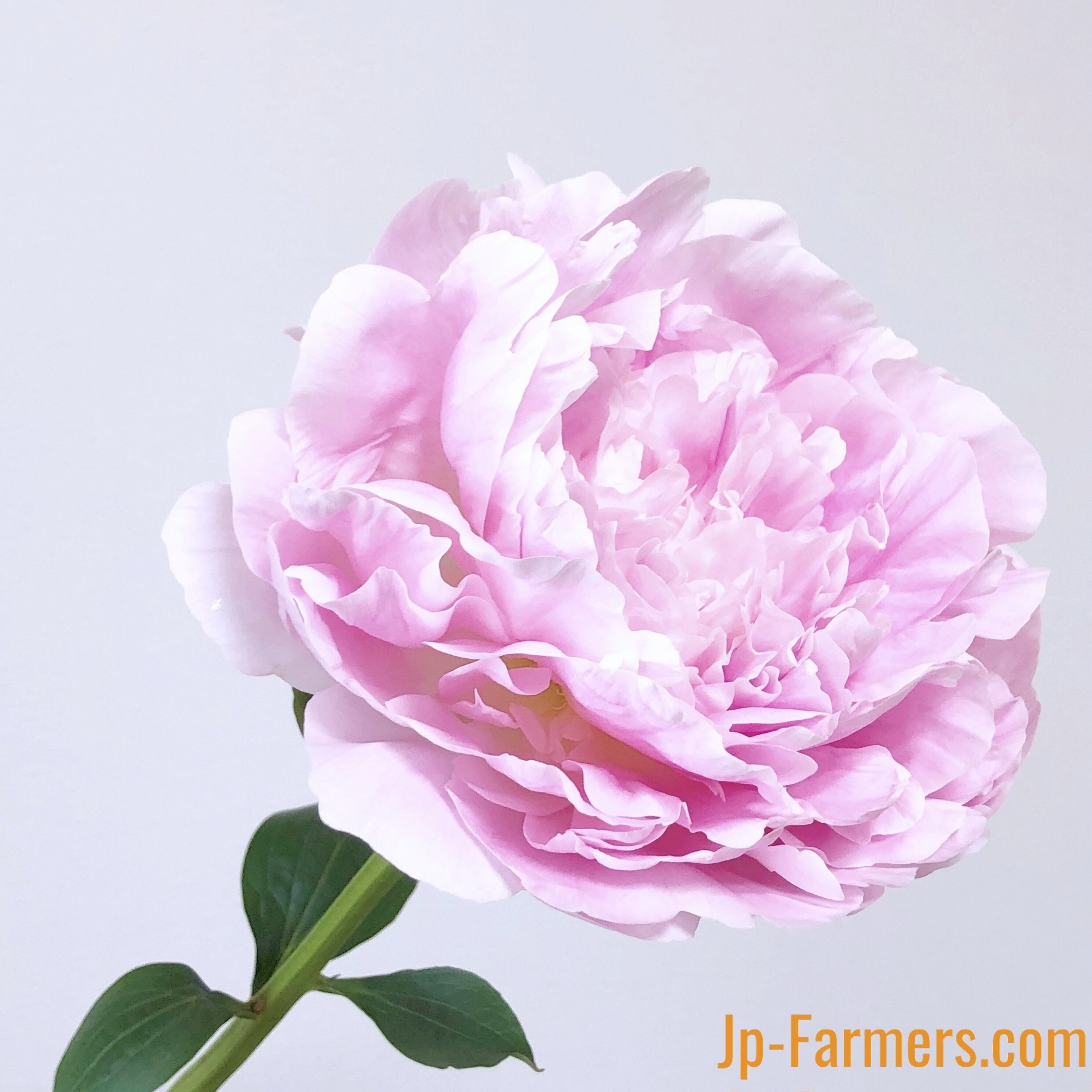 Ja北魚沼農協の芍薬 かぐや姫 大輪 10本 Jp Farmers Com