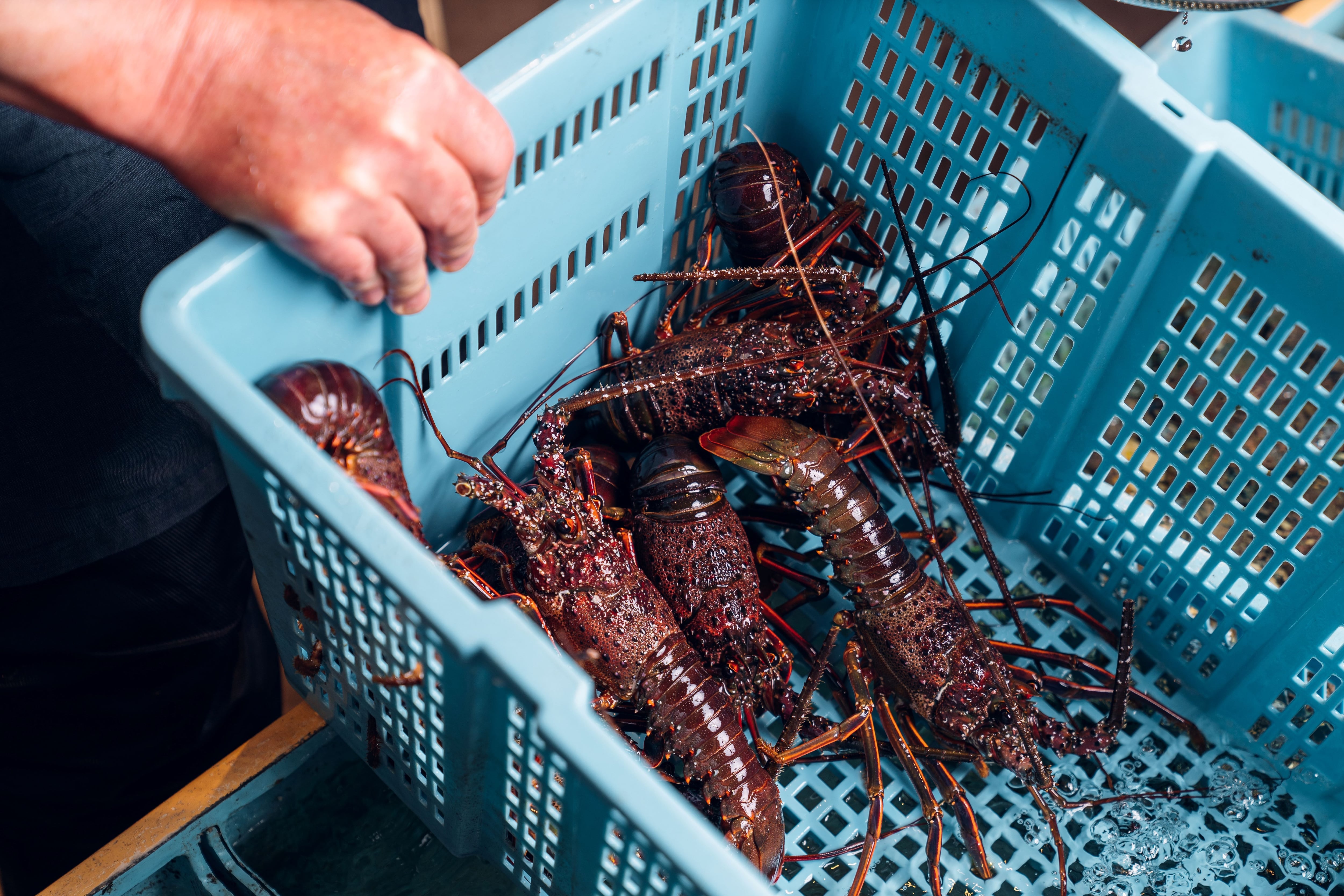 マロンもも様用　伊勢海老 伊勢海老,普通サイズ | まるか水産公式オンラインショップ