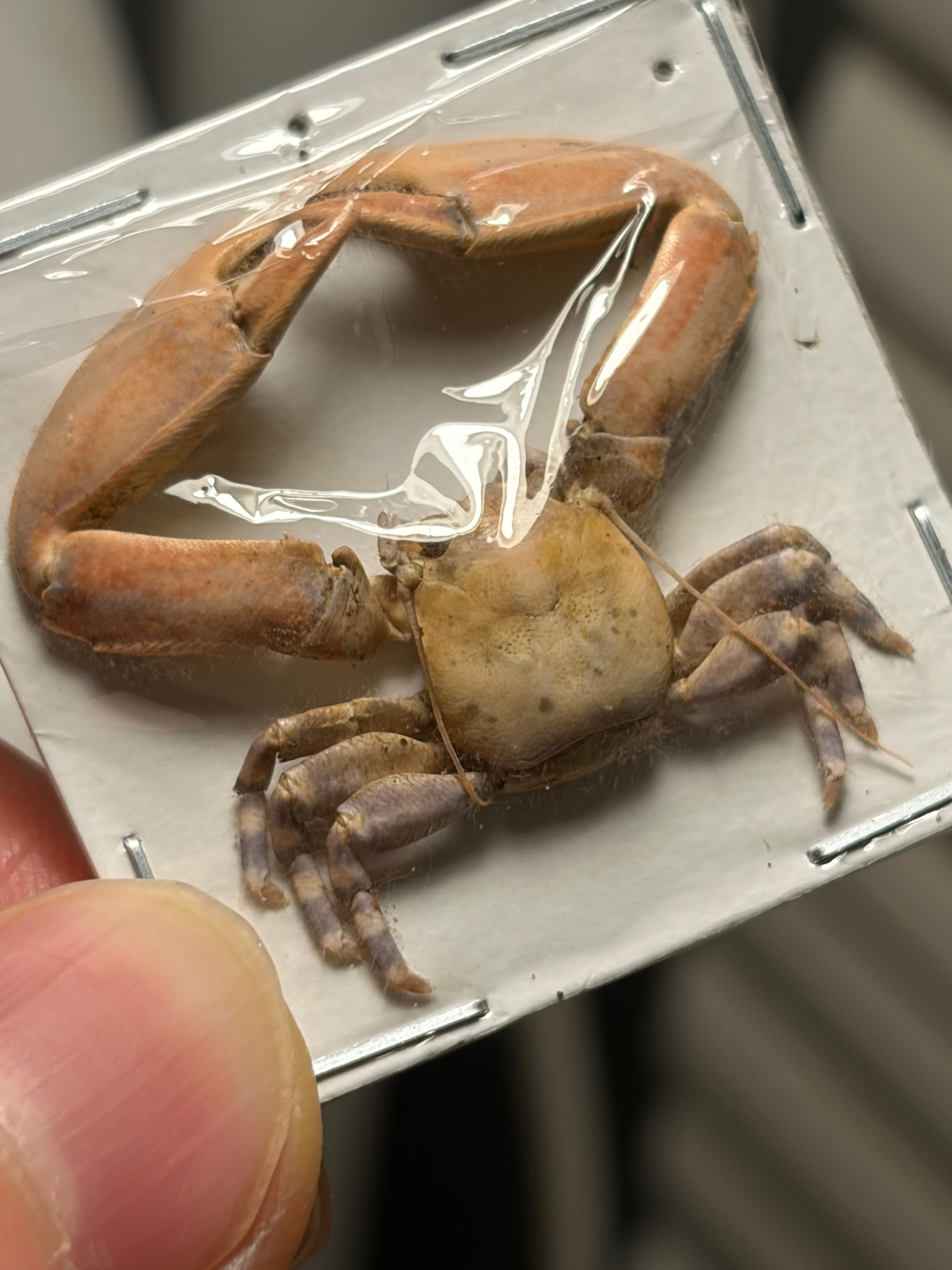 蟹標本】両腕が肥大化したカニ 甲殻類 シャコ エビ モンハナシャコ