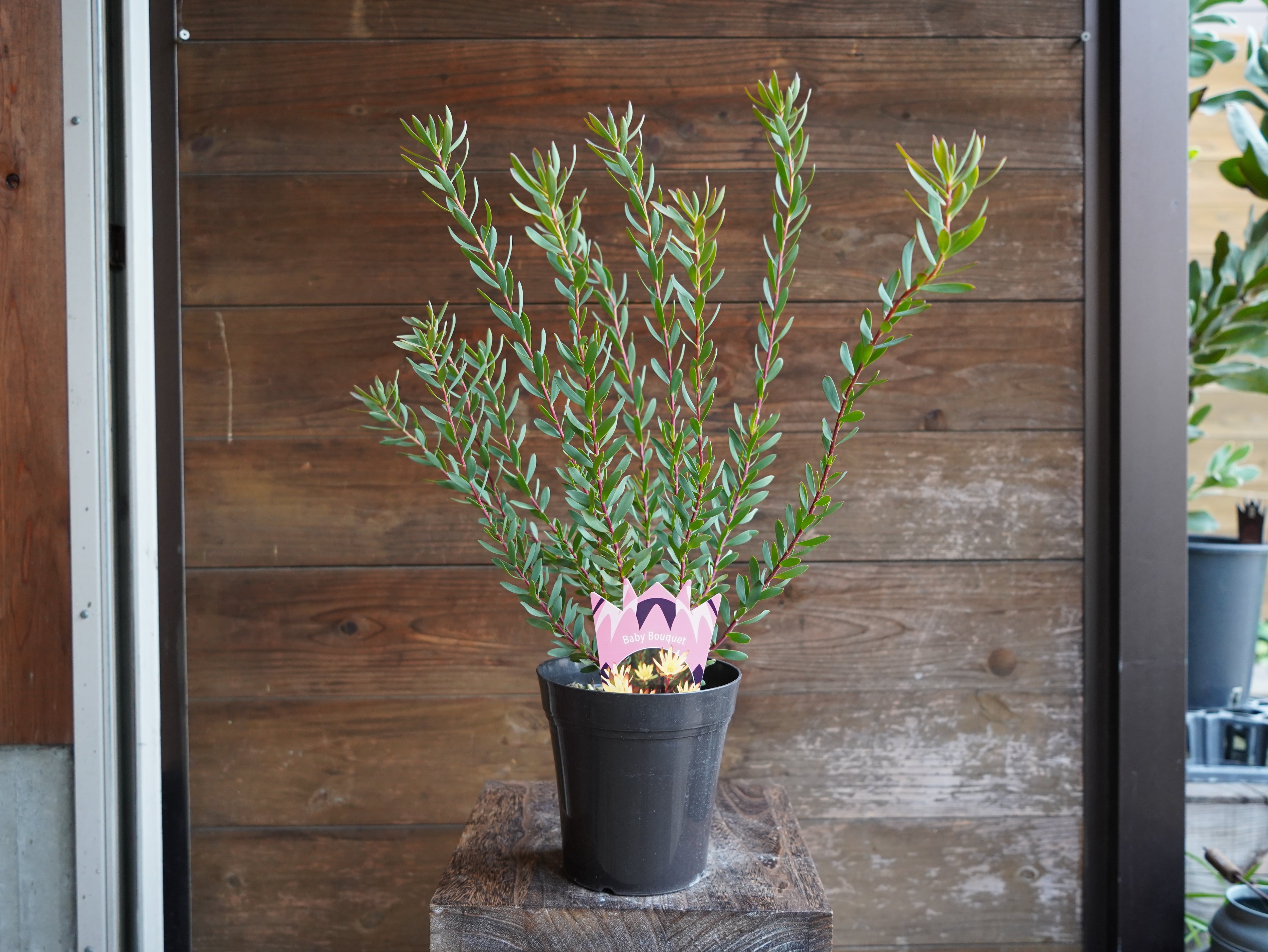 【現物】リューカデンドロン　”Baby Bouquet”