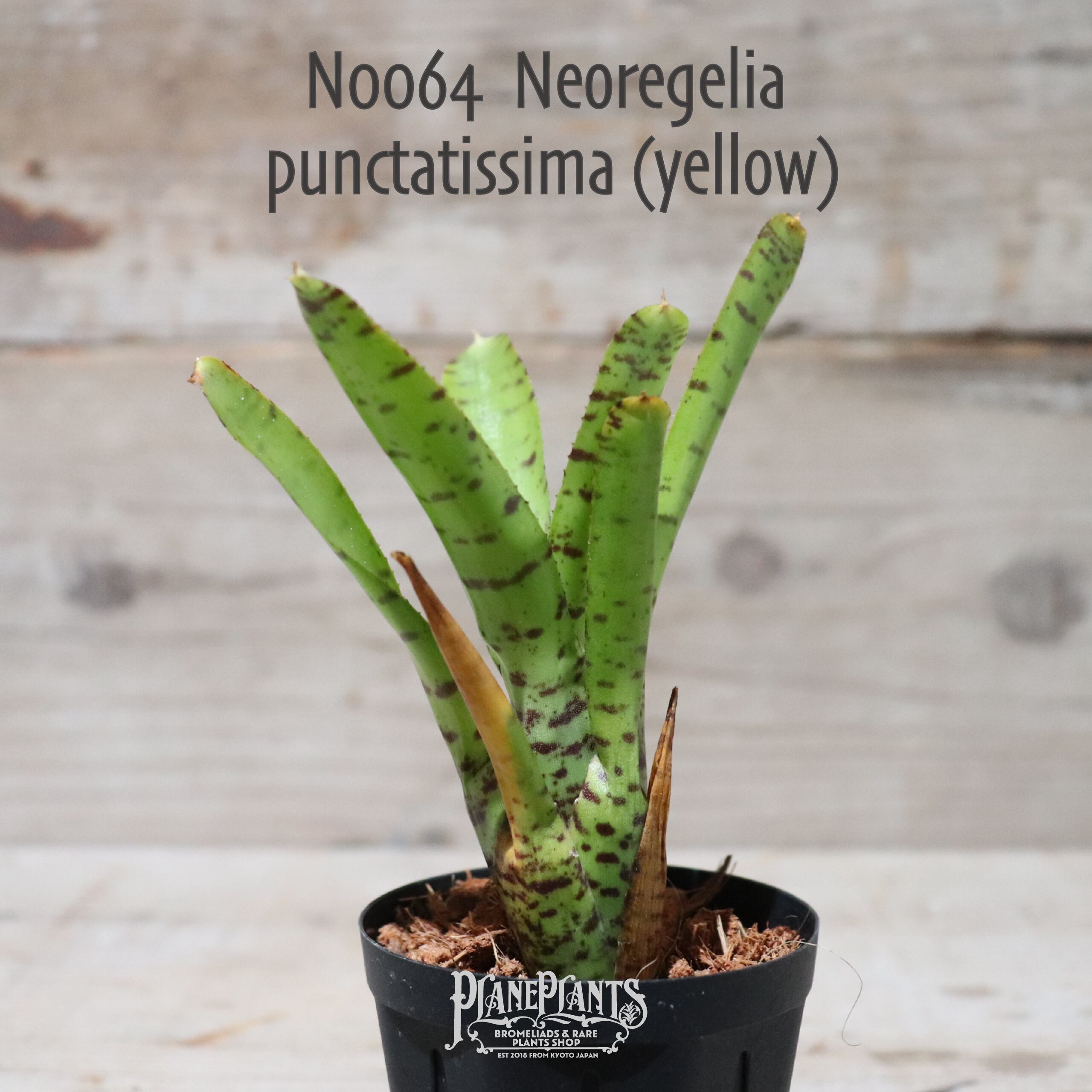 【送料無料】Neoregelia punctatissima (yellow)〔ネオレゲリア〕現品発送N0064