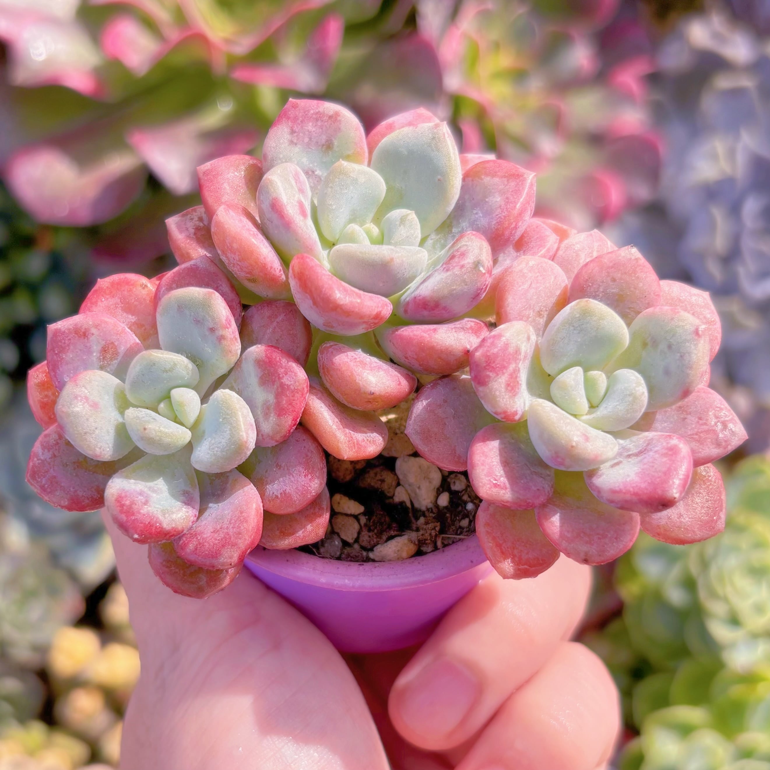 多肉植物　ラブリーディアー　群生　新入荷　るる農園