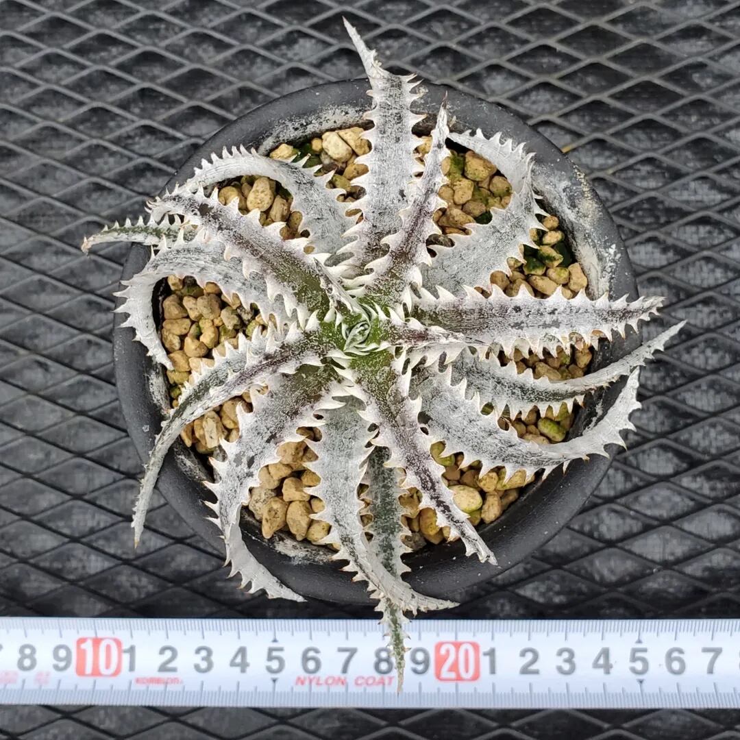F00452_Dyckia 'Ocean Starlight'：ディッキア・オーシャンスター
