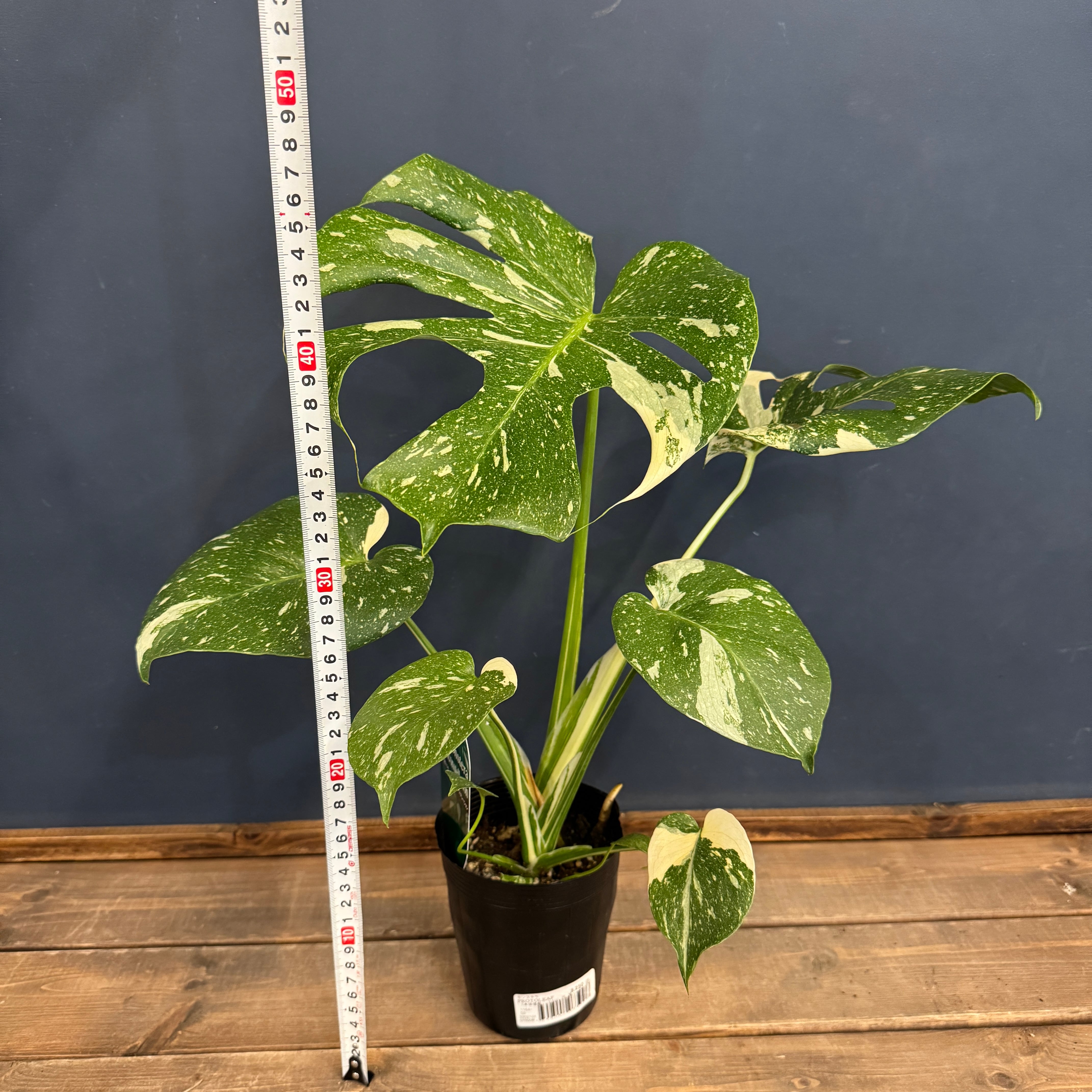 モンステラ タイコンステレーション【355】 | PROTOLEAF プロトリーフ