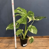 モンステラ タイコンステレーション【355】