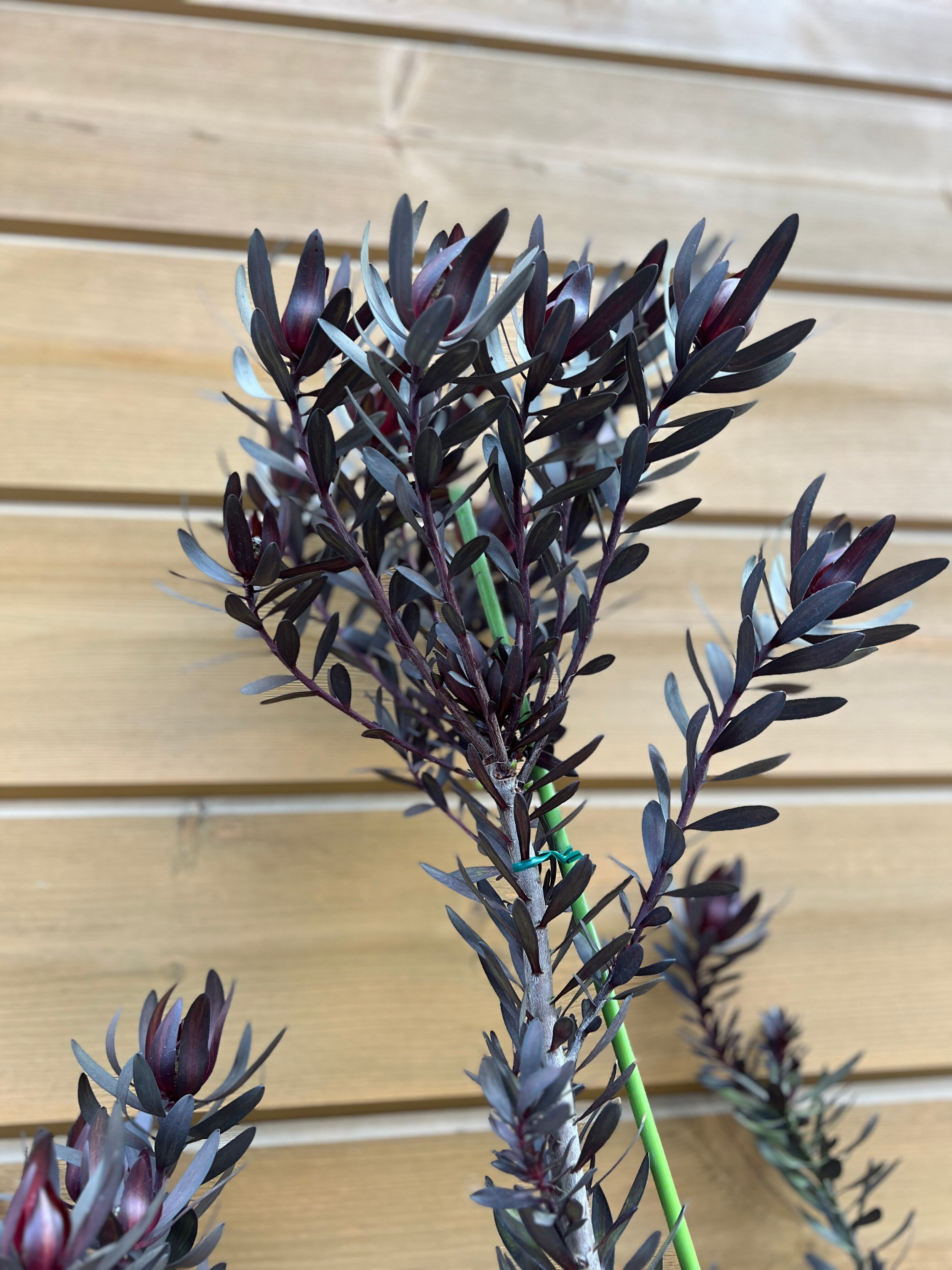 リューカデンドロン デュリフ | 沼ノ上農園