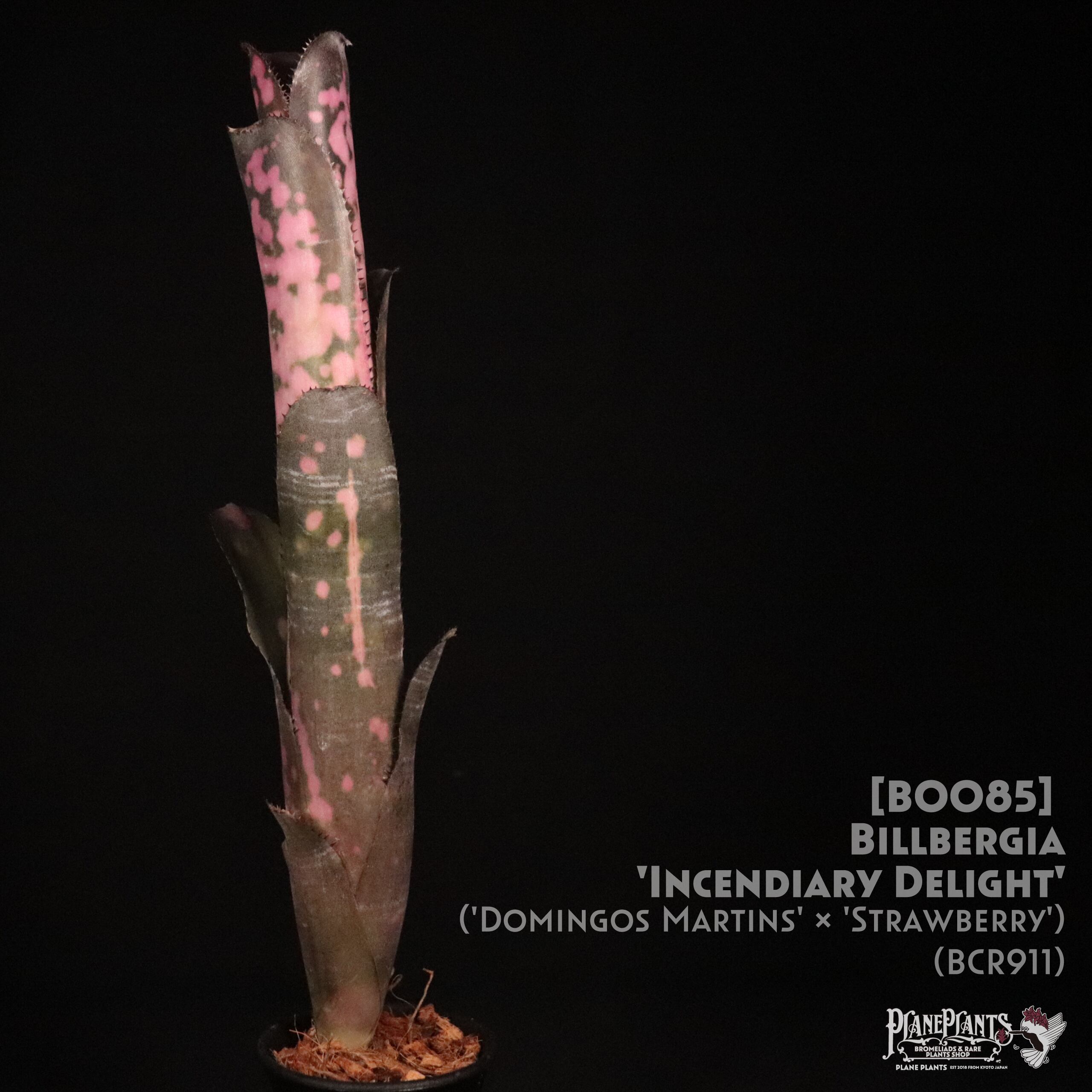 【送料無料】Billbergia 'Incendiary delight'〔ビルベルギア〕現品発送B0085